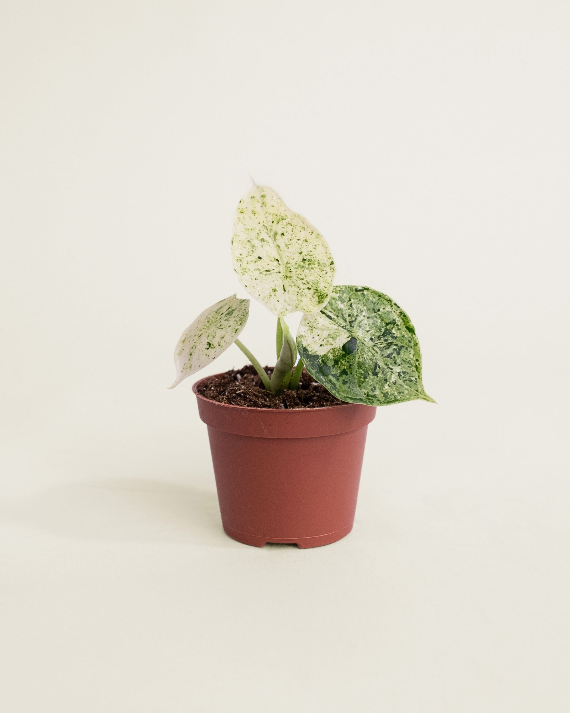Alocasia Dragon Scale Mint