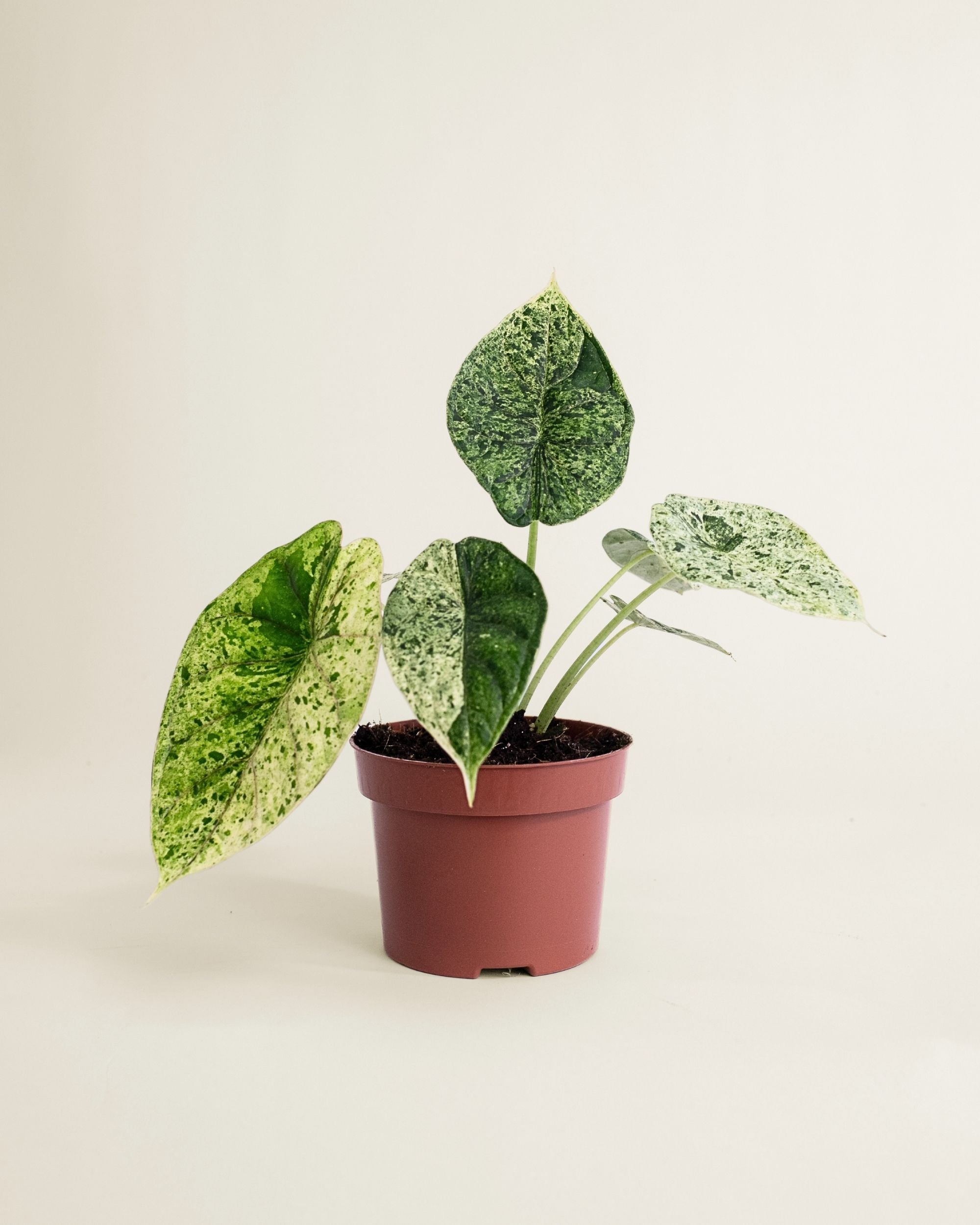 Alocasia Dragon Scale Mint