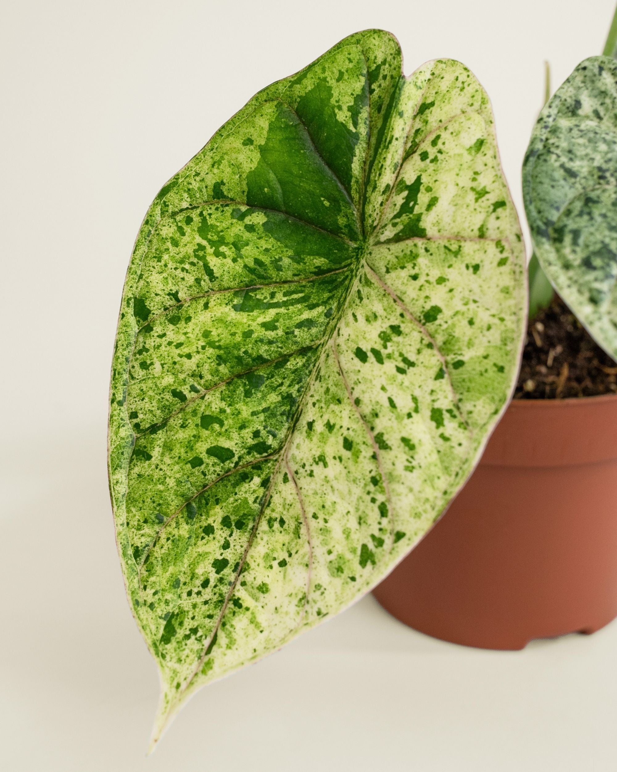 Alocasia Dragon Scale Mint