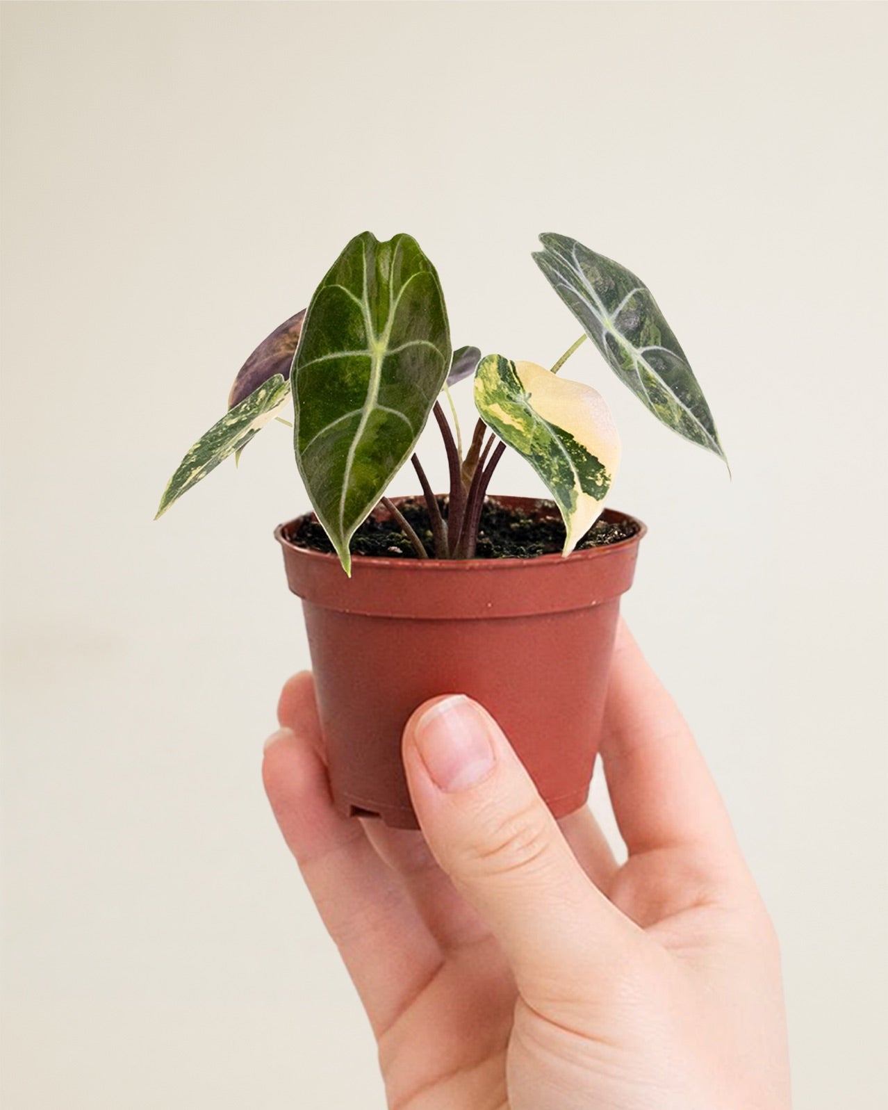 Alocasia Dragon's Tooth Aurea