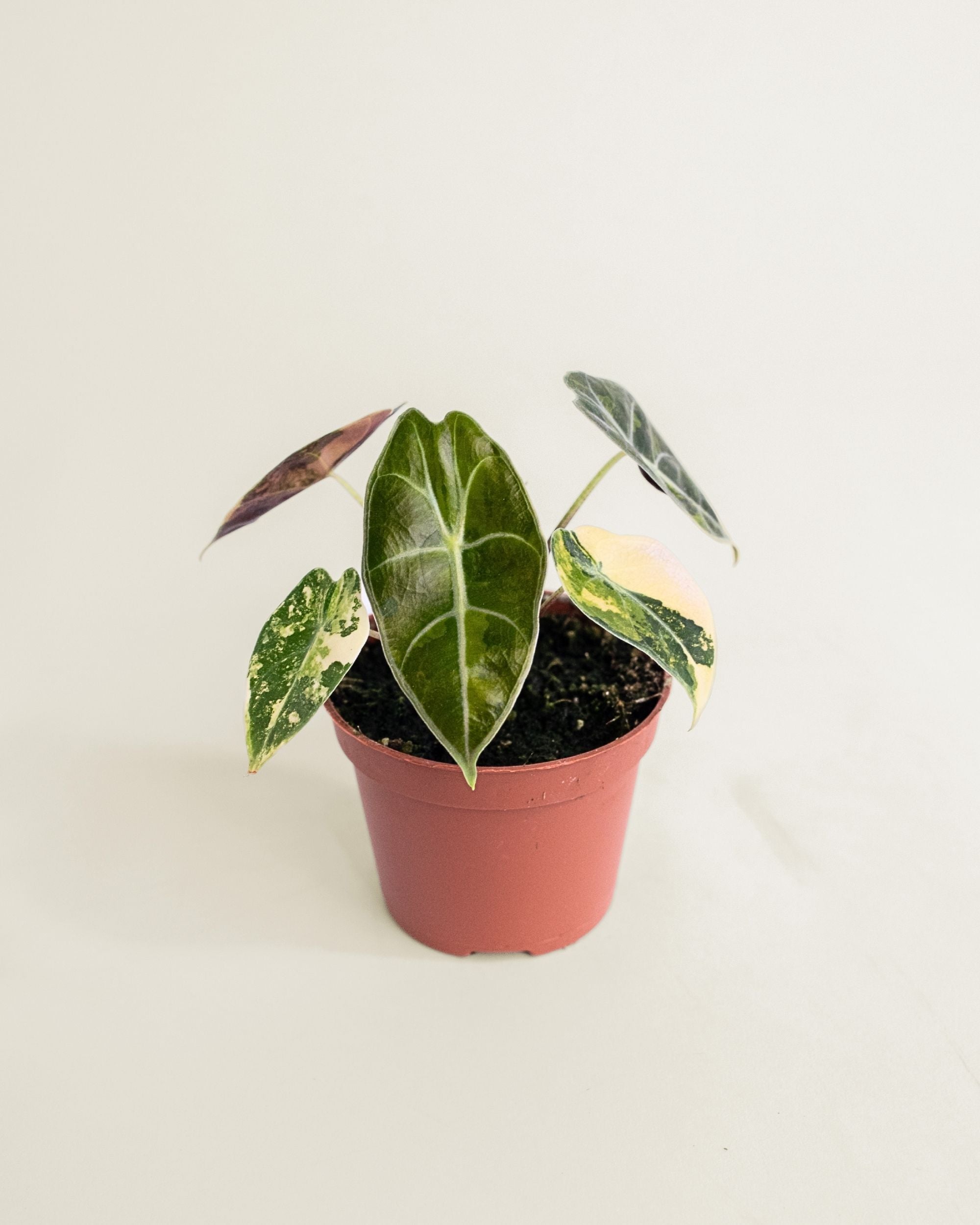 Alocasia Dragon's Tooth Aurea