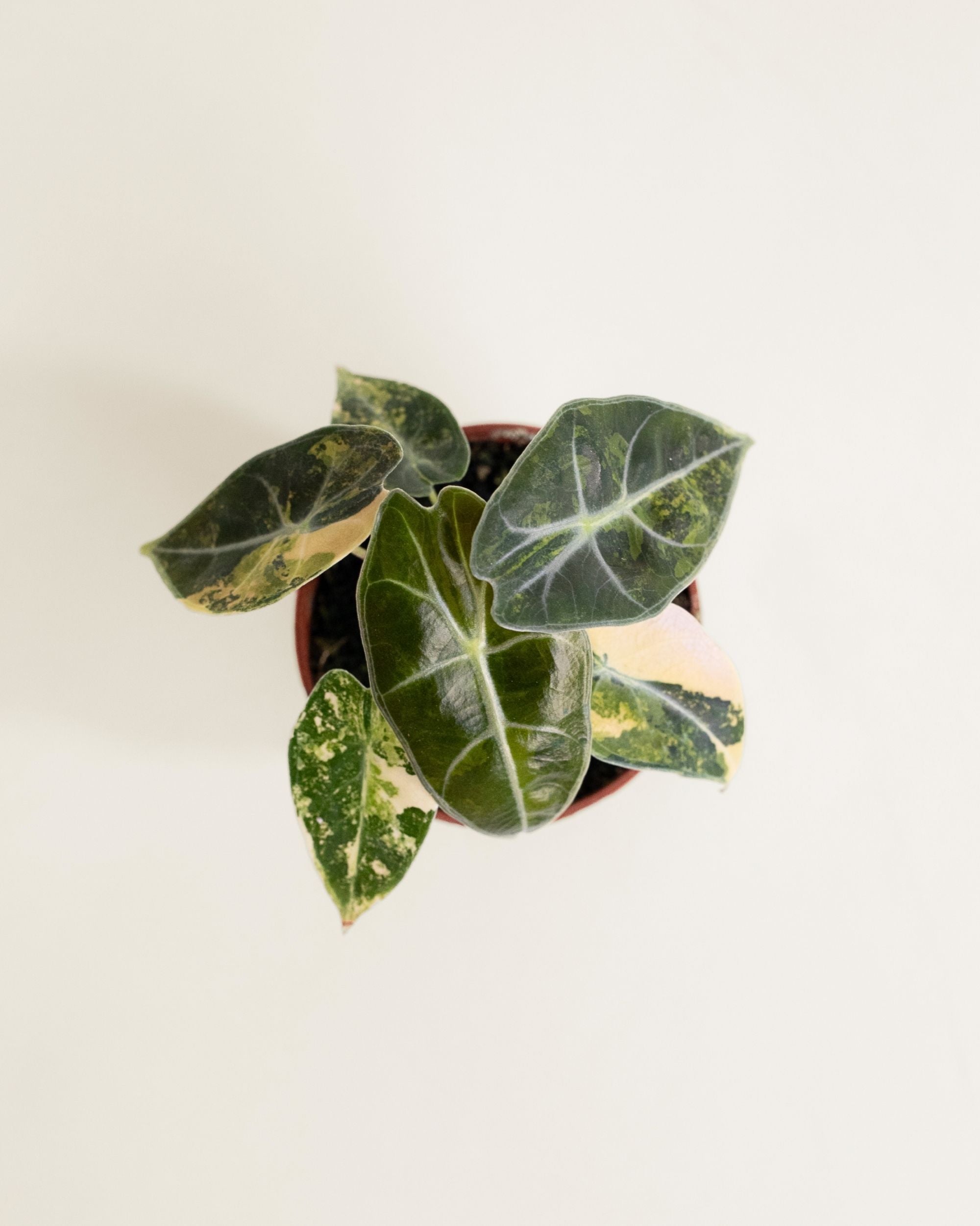 Alocasia Dragon's Tooth Aurea