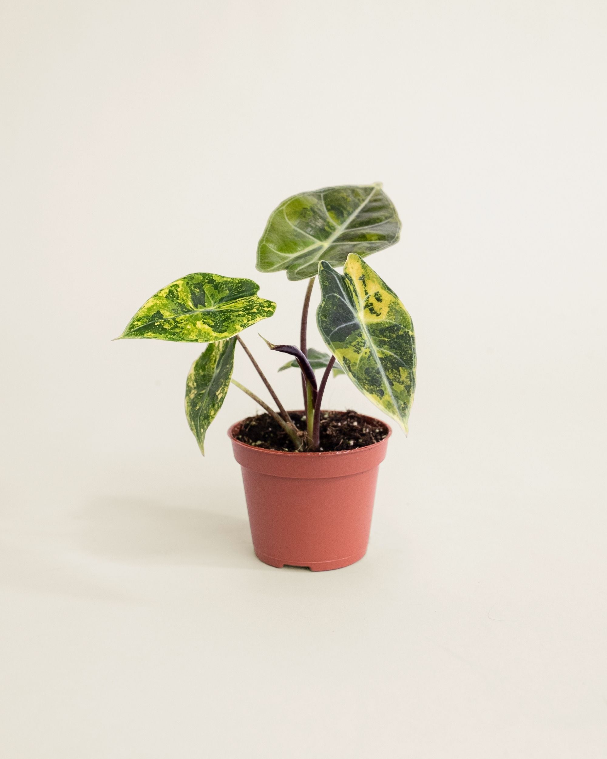 Alocasia Dragon's Tooth Aurea
