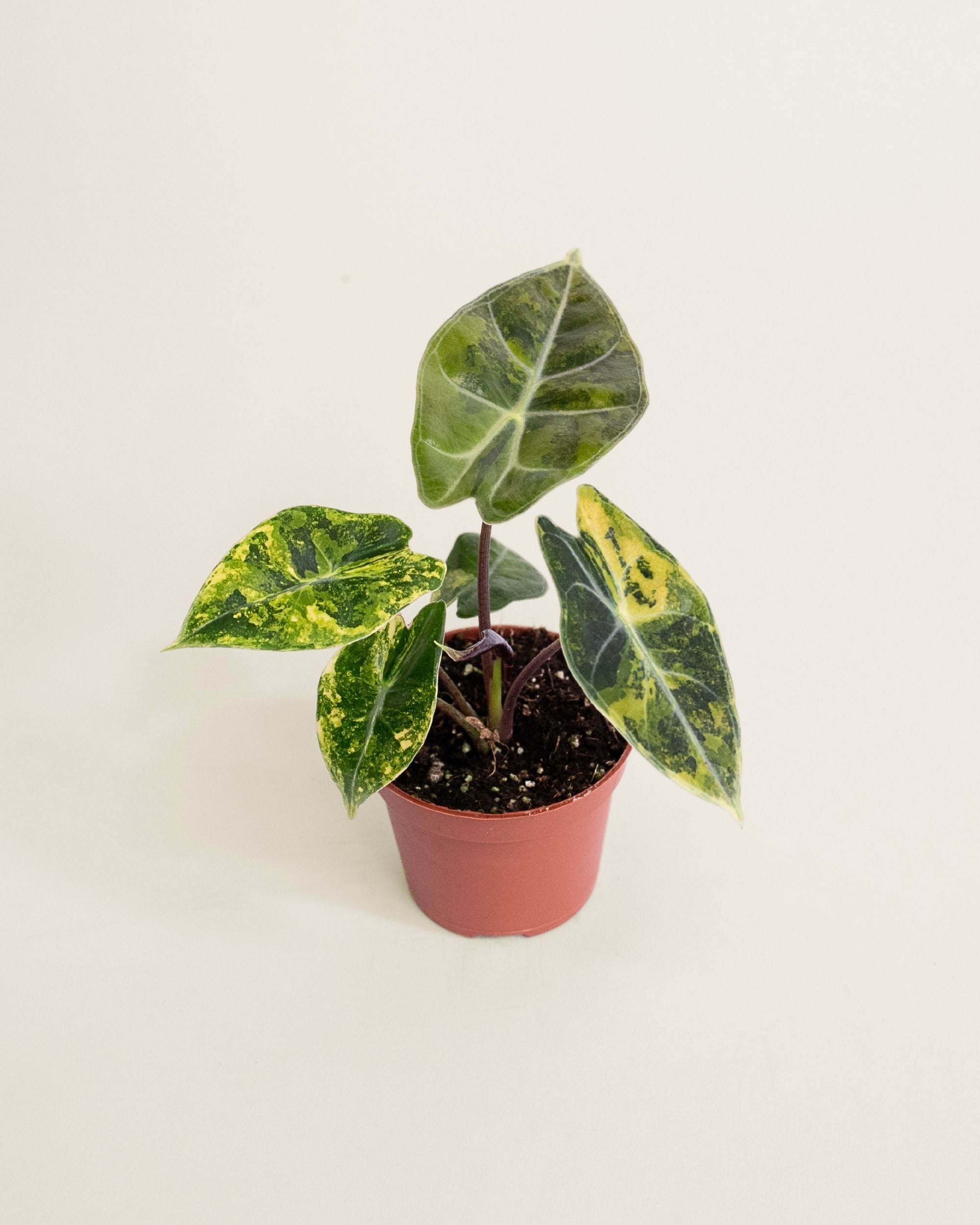 Alocasia Dragon's Tooth Aurea