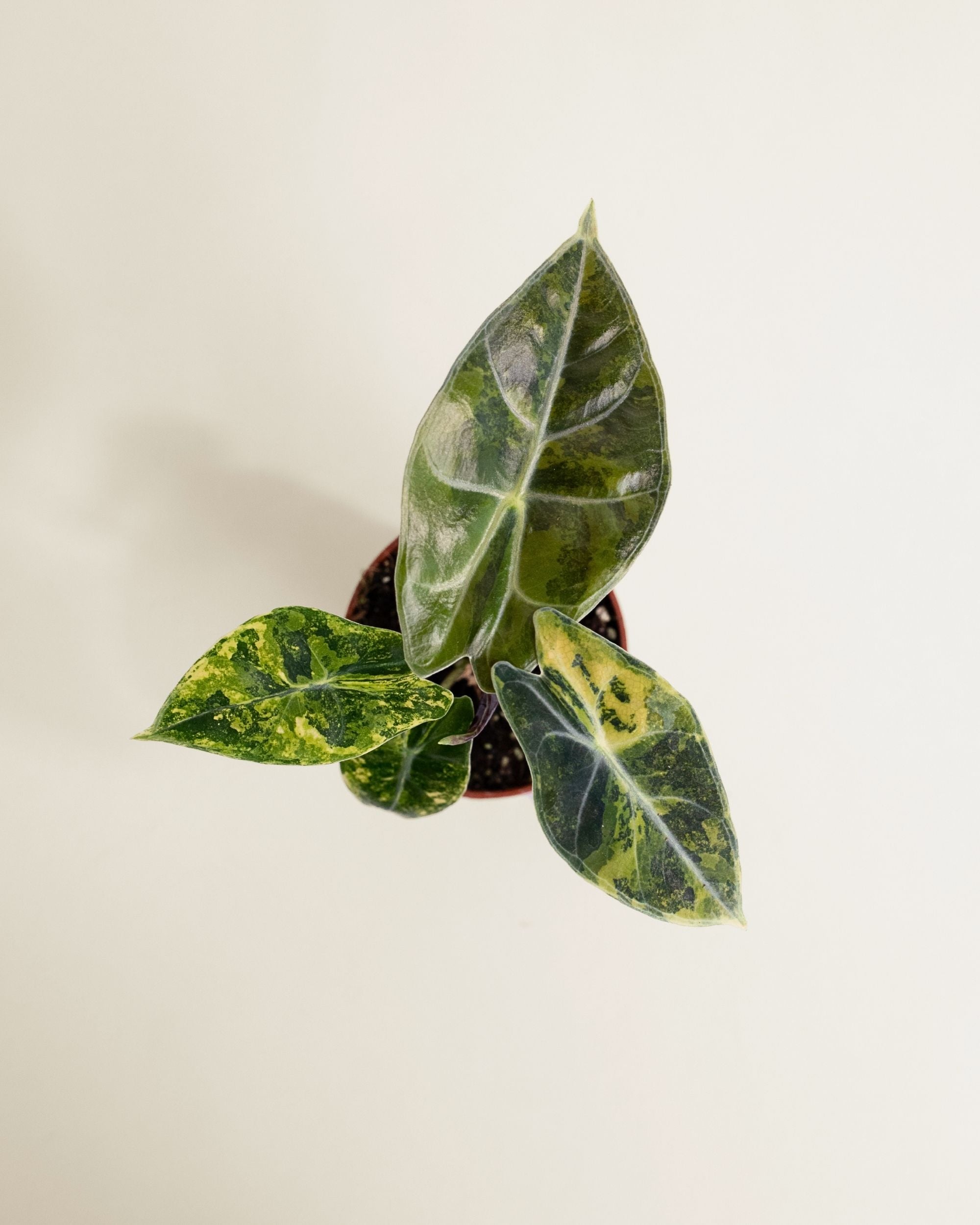 Alocasia Dragon's Tooth Aurea