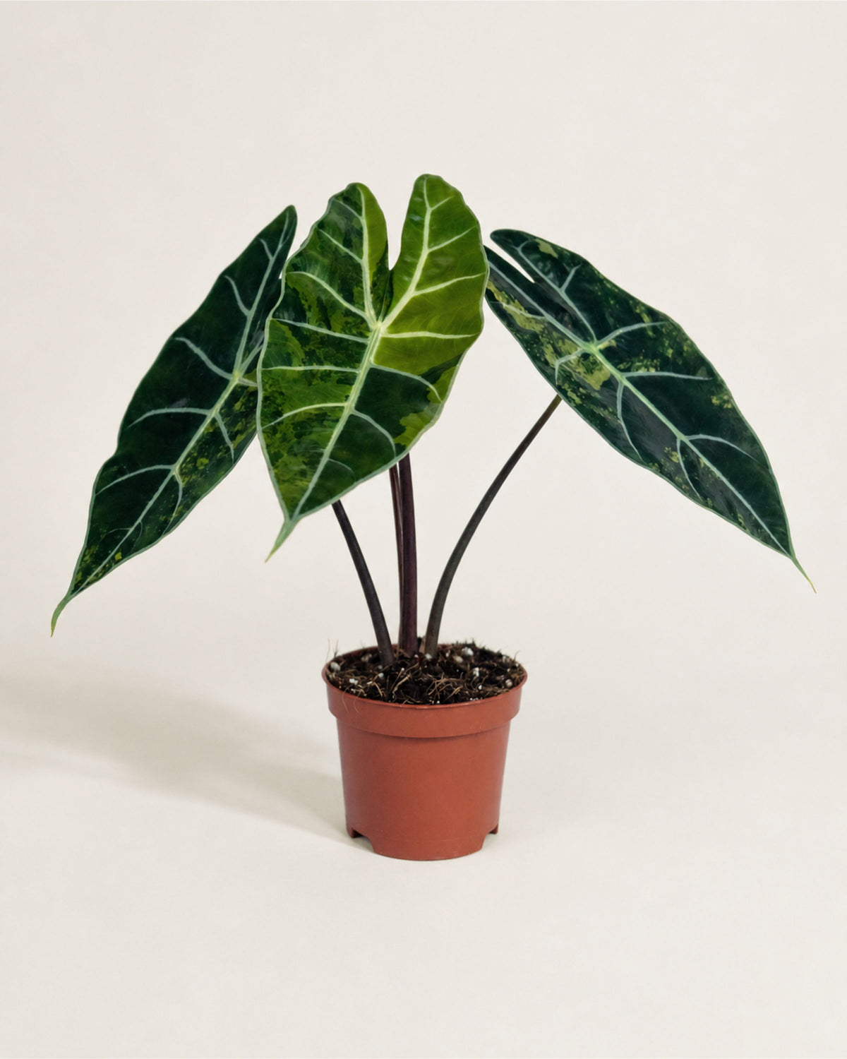 Alocasia Dragon's Tooth Aurea