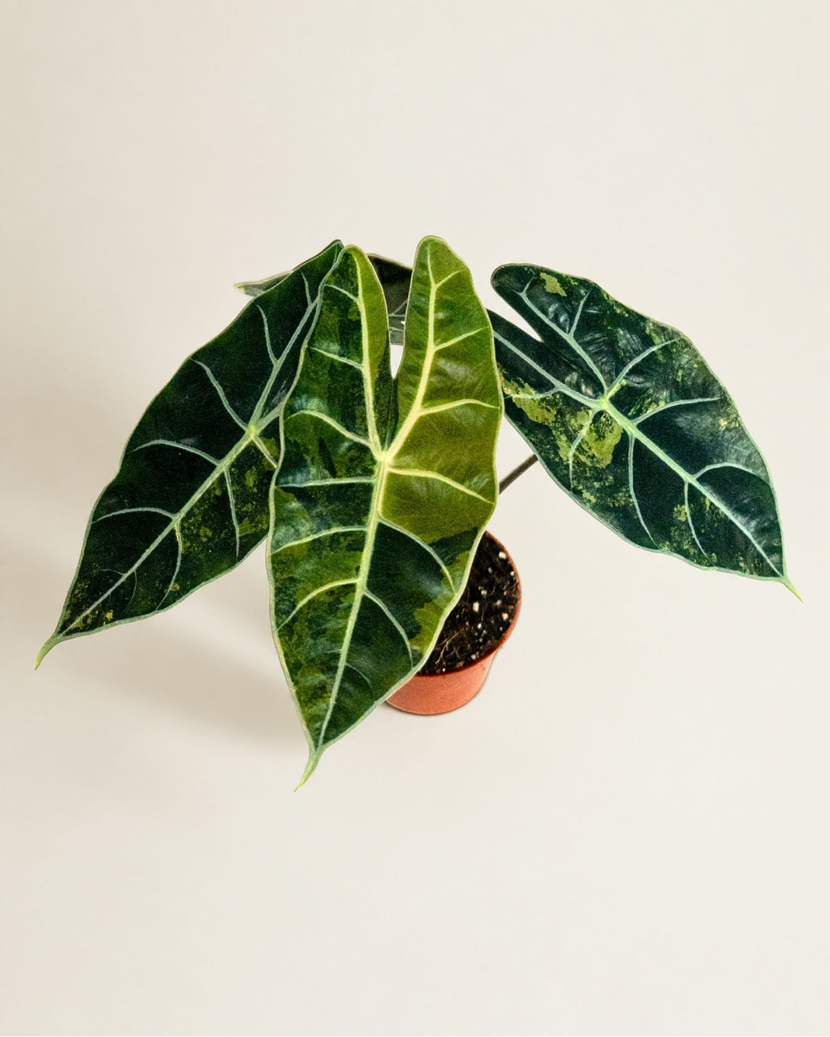 Alocasia Dragon's Tooth Aurea