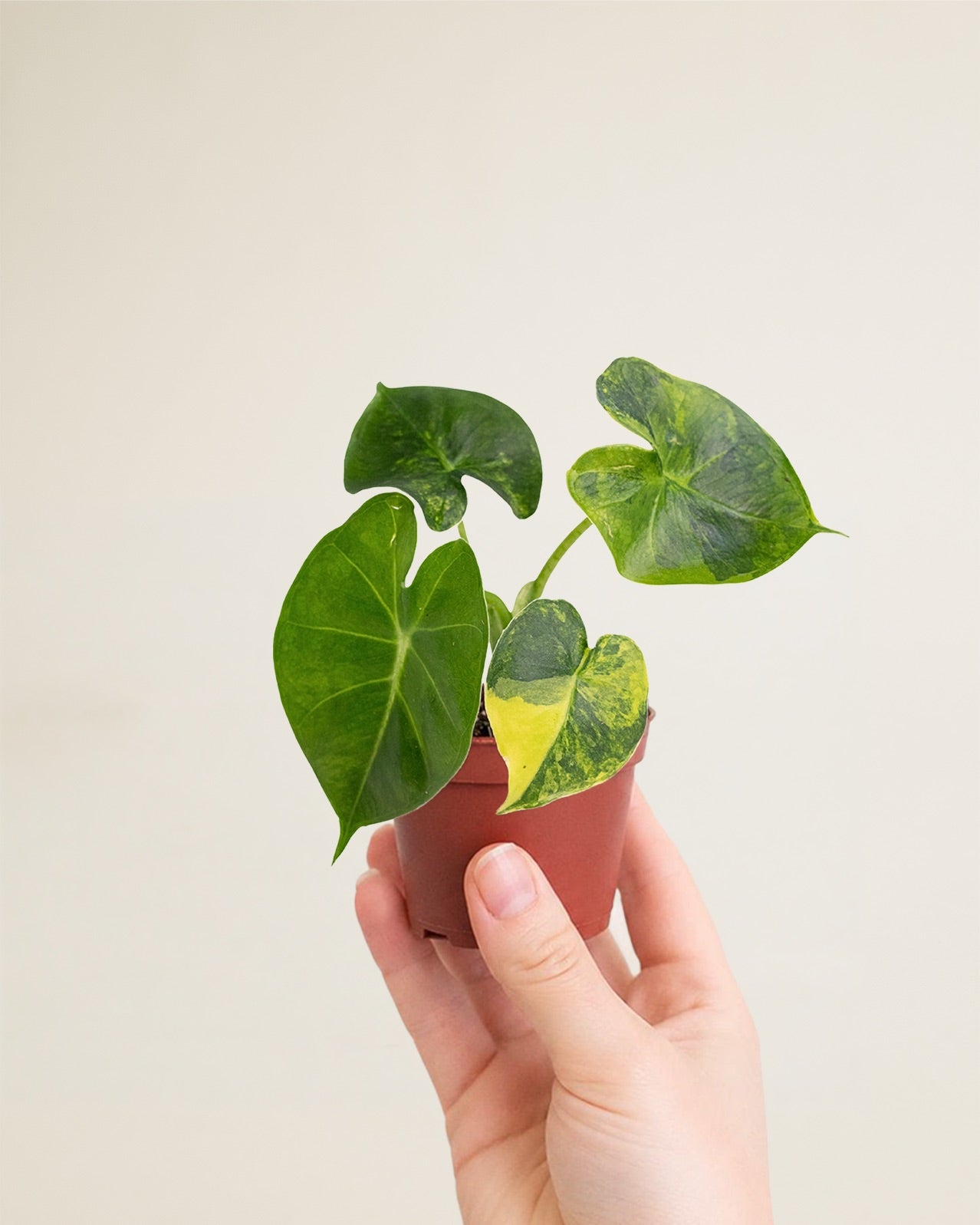 Alocasia Frydek Dorayaki Aurea