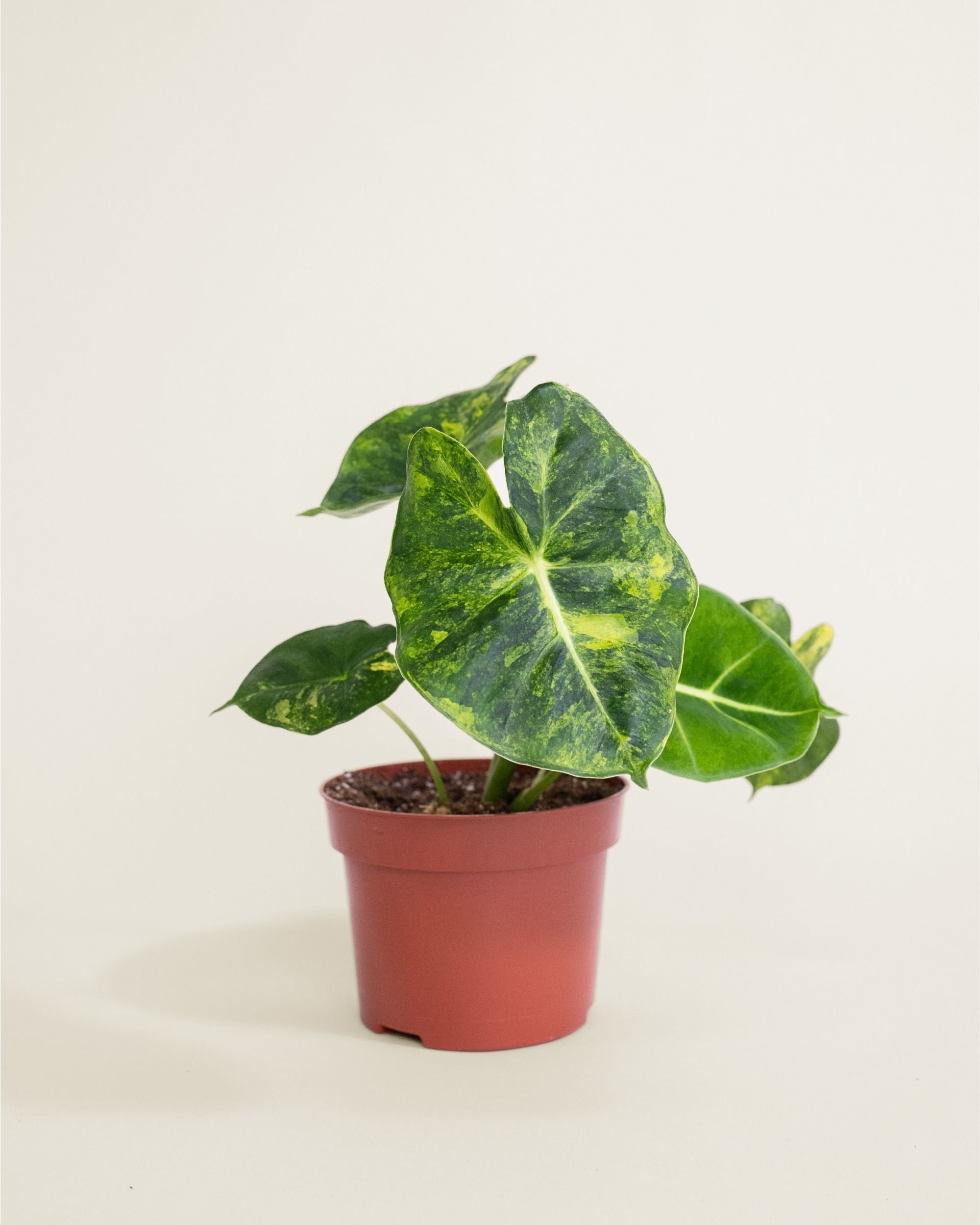 Alocasia Frydek Dorayaki Aurea