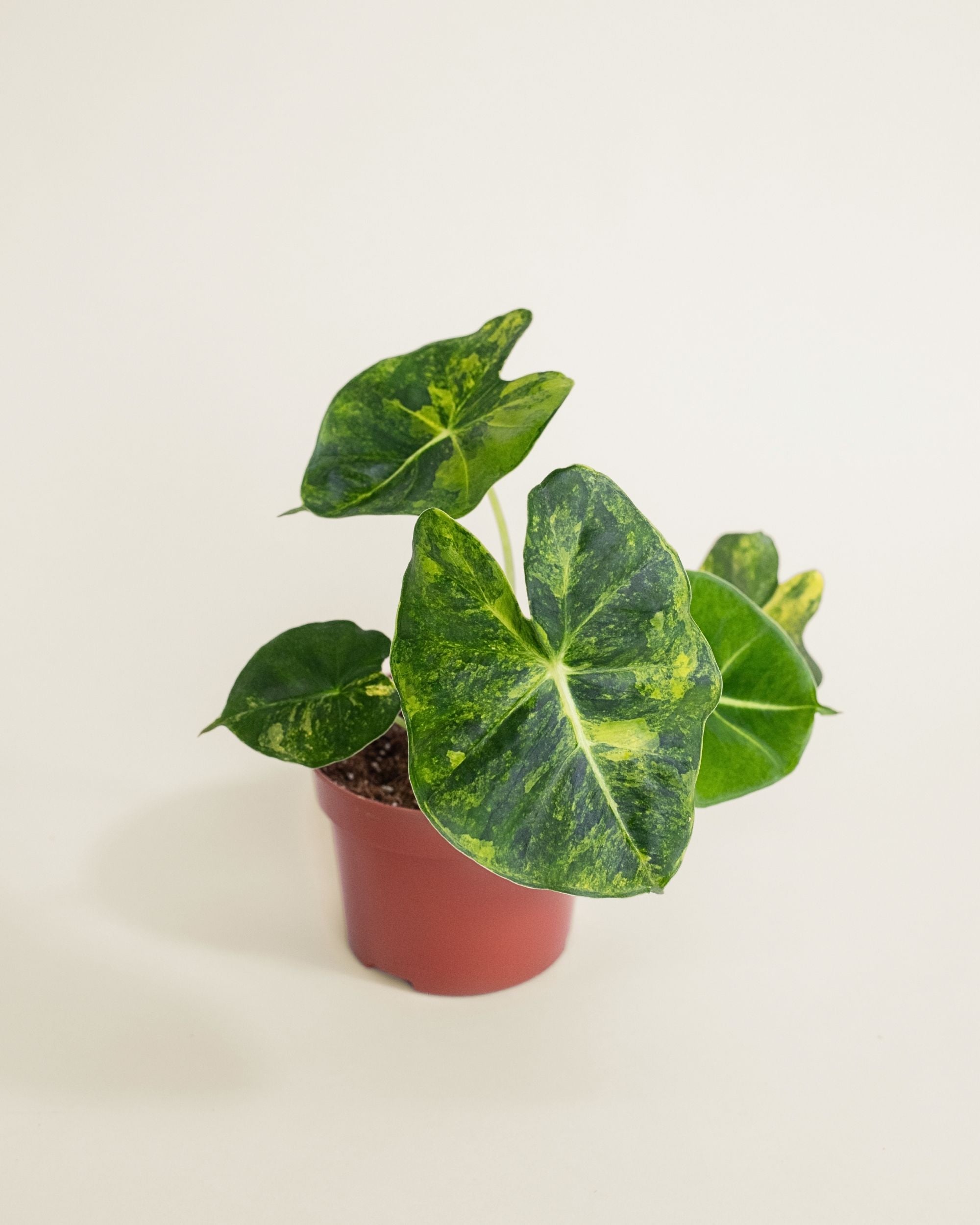 Alocasia Frydek Dorayaki Aurea