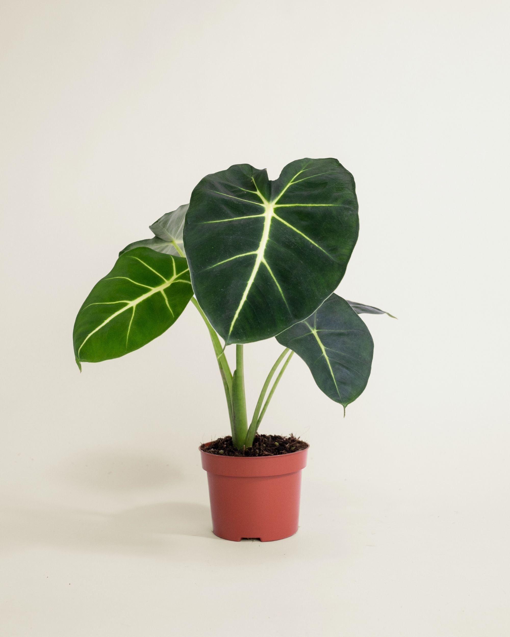 Alocasia Frydek Dorayaki