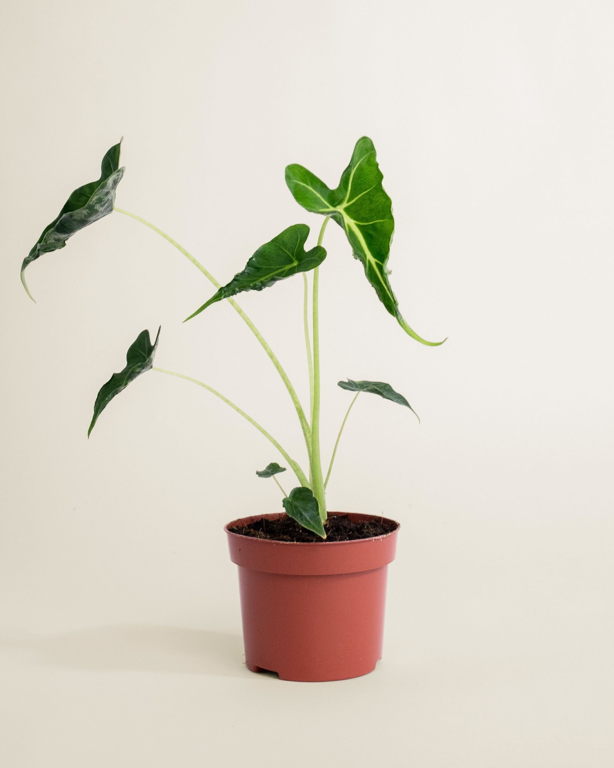 Alocasia Frydek Tattoo