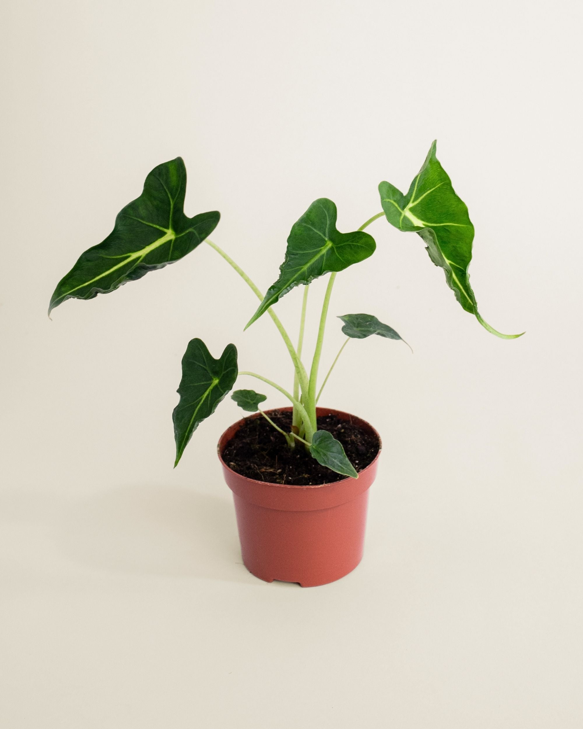 Alocasia Frydek Tattoo