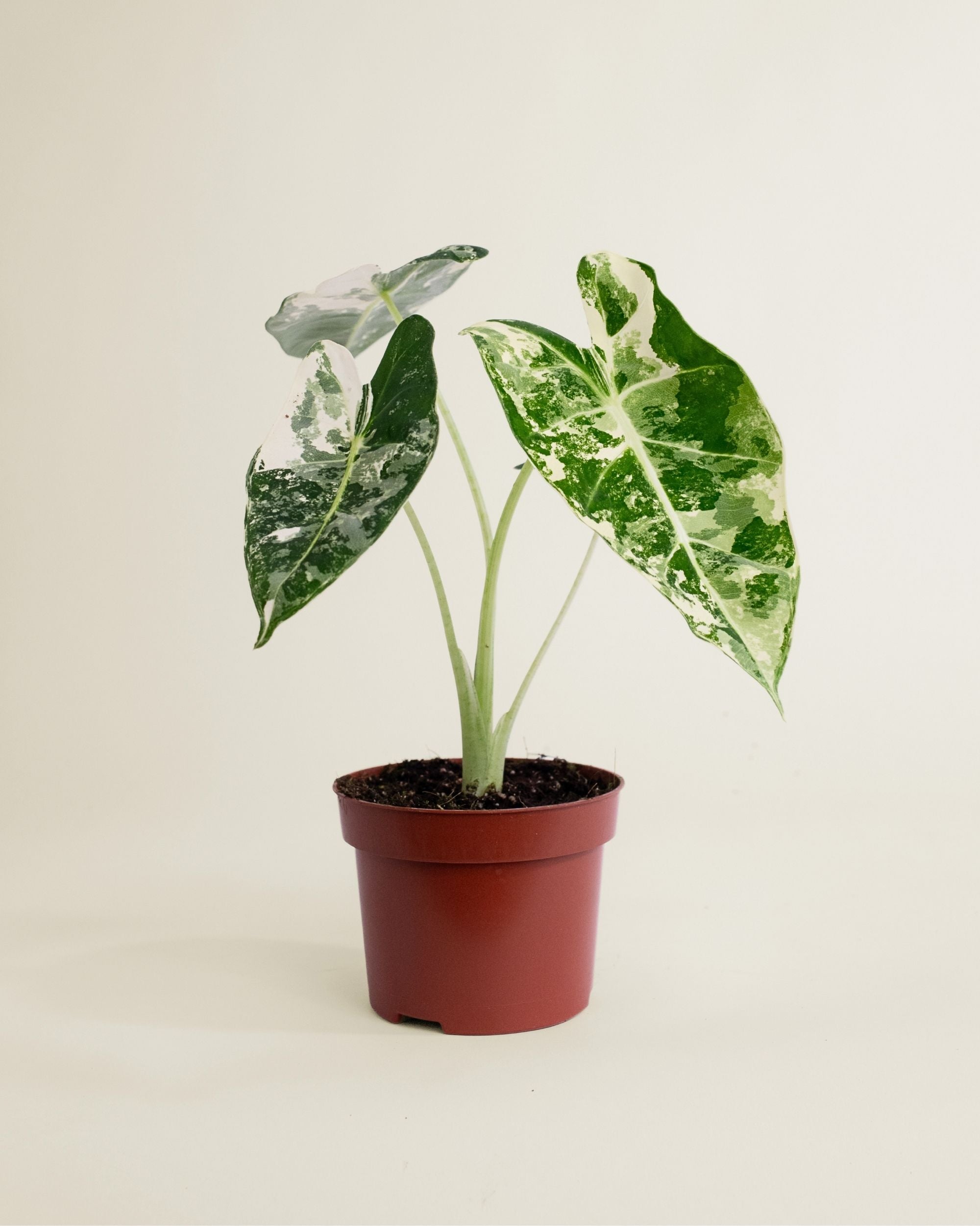 Alocasia Frydek Variegata