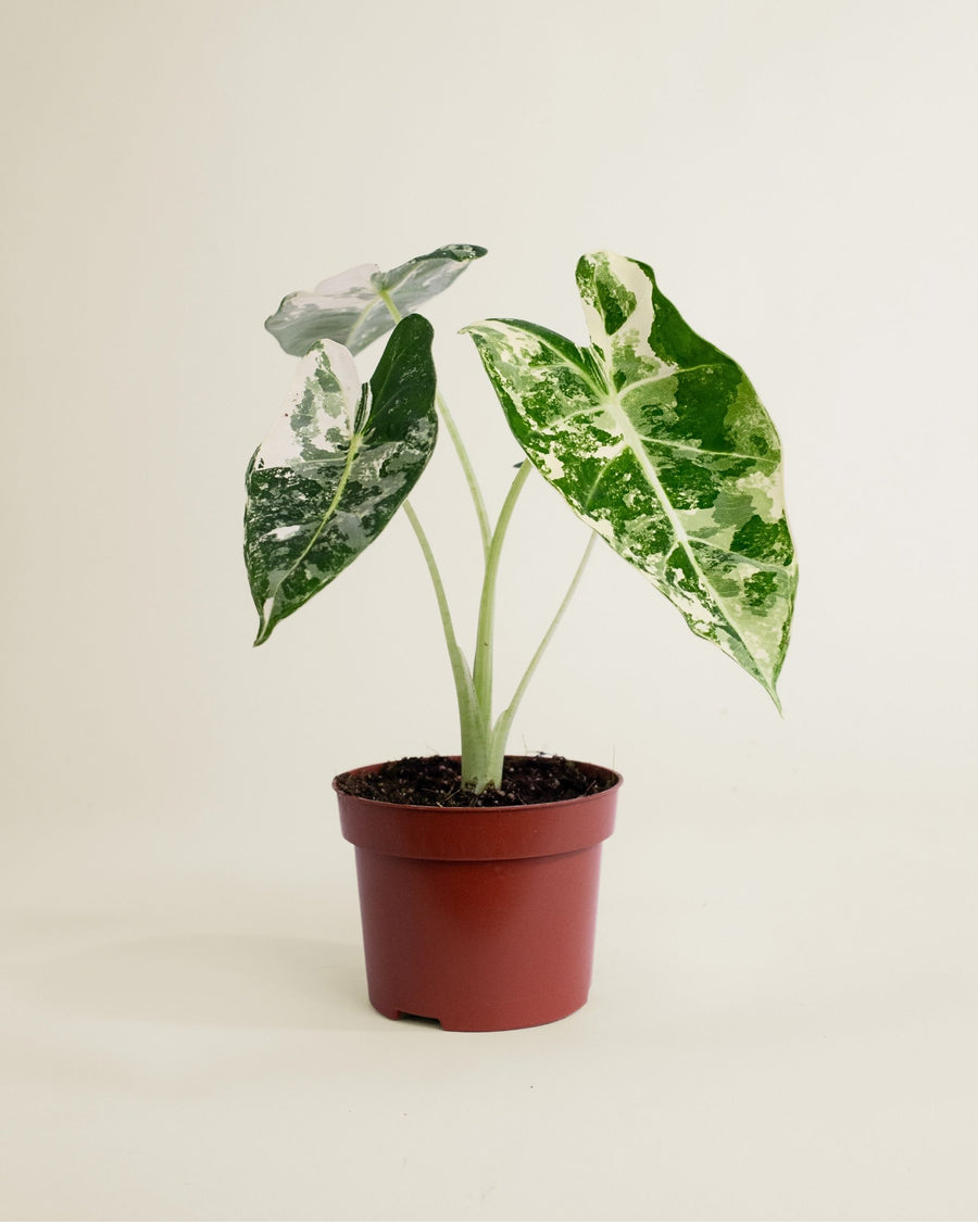 Alocasia Frydek Variegata