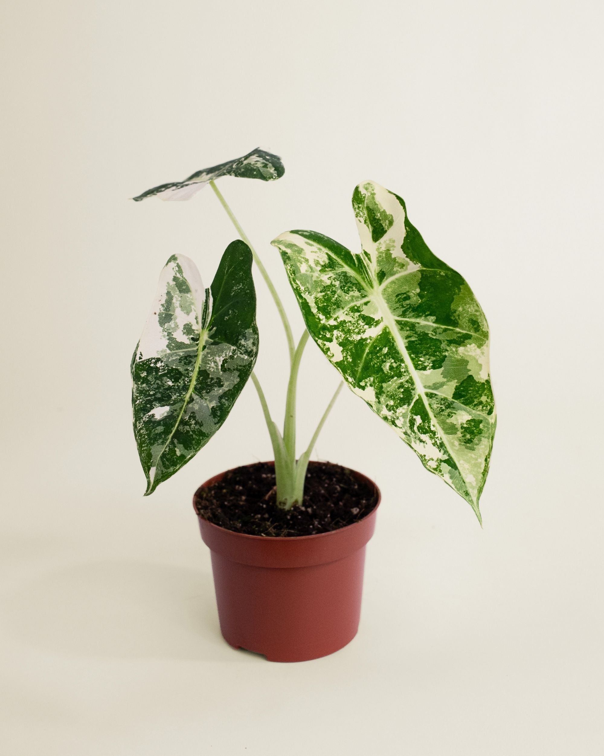 Alocasia Frydek Variegata