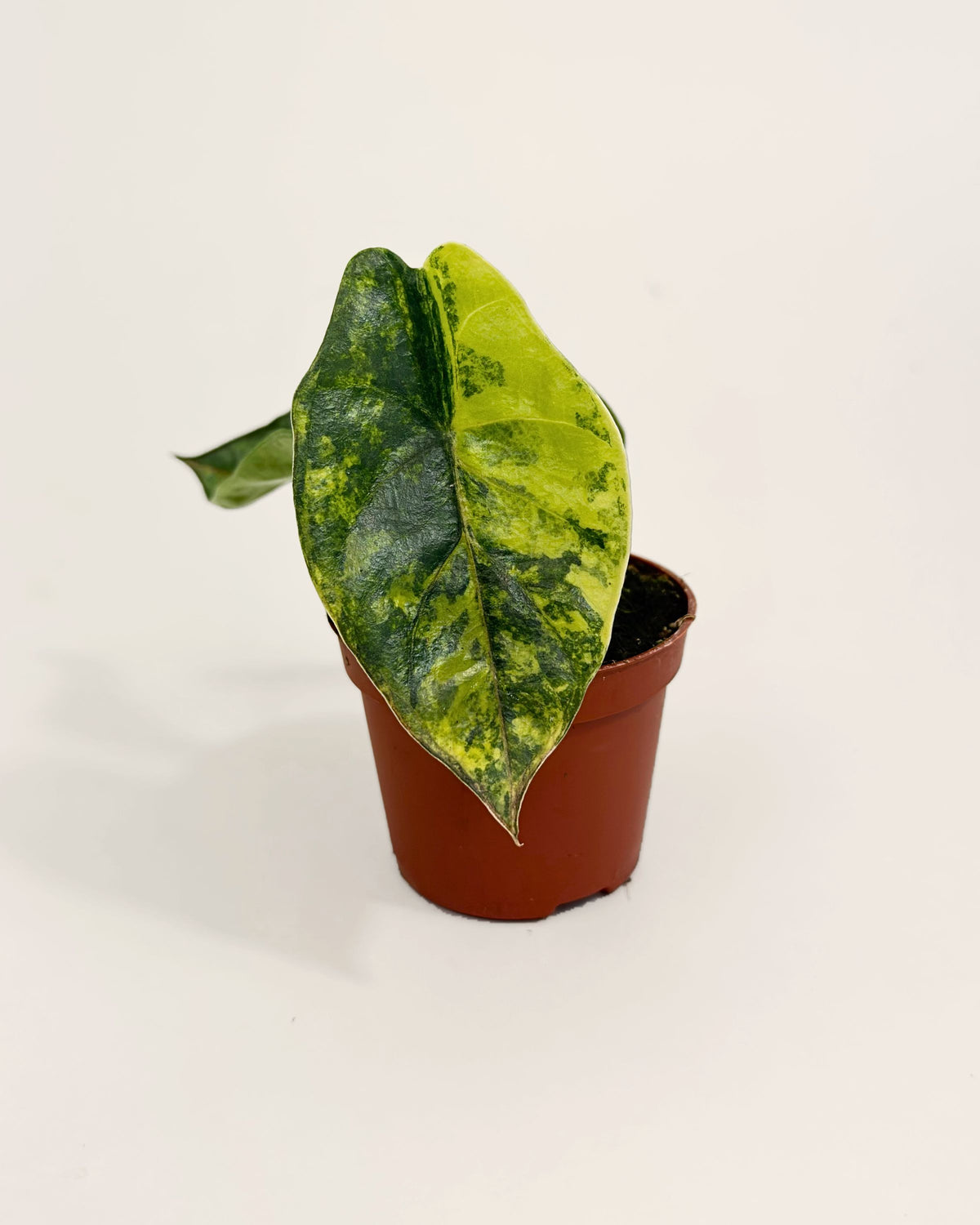 Alocasia Heterophylla Aurea Baby Downtown Plant Club