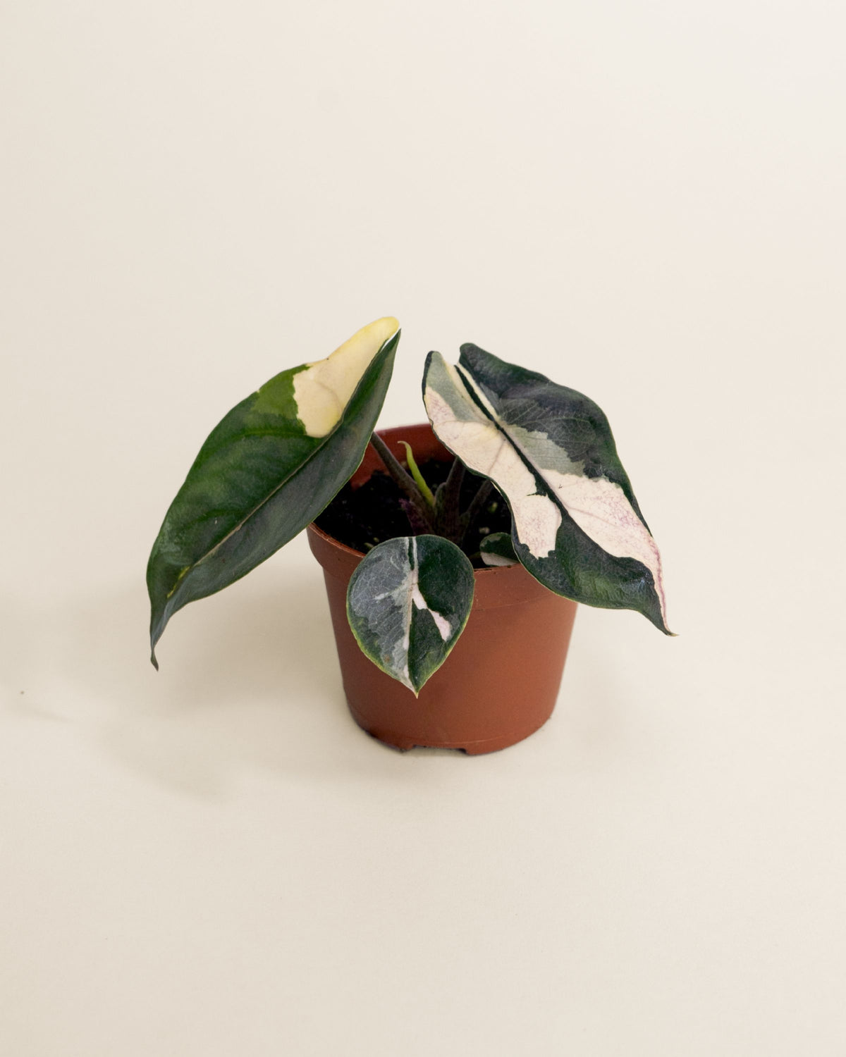 Alocasia Heterophylla Dragon's Breath Albo