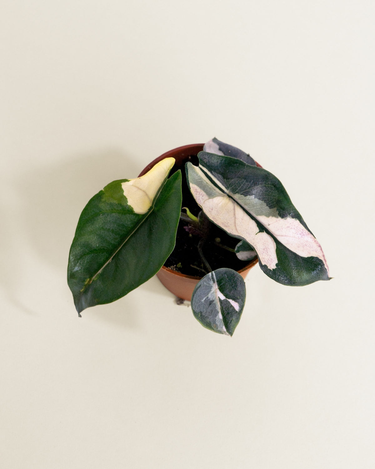 Alocasia Heterophylla Dragon's Breath Albo