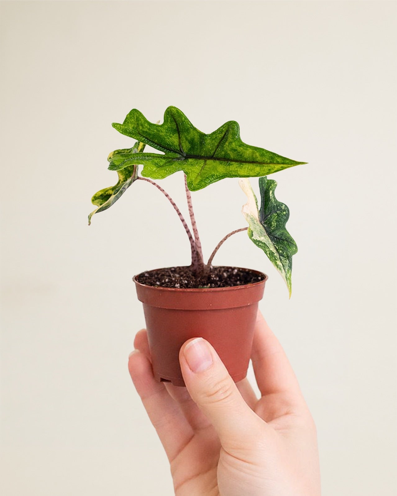 Alocasia Jacklyn Aurea