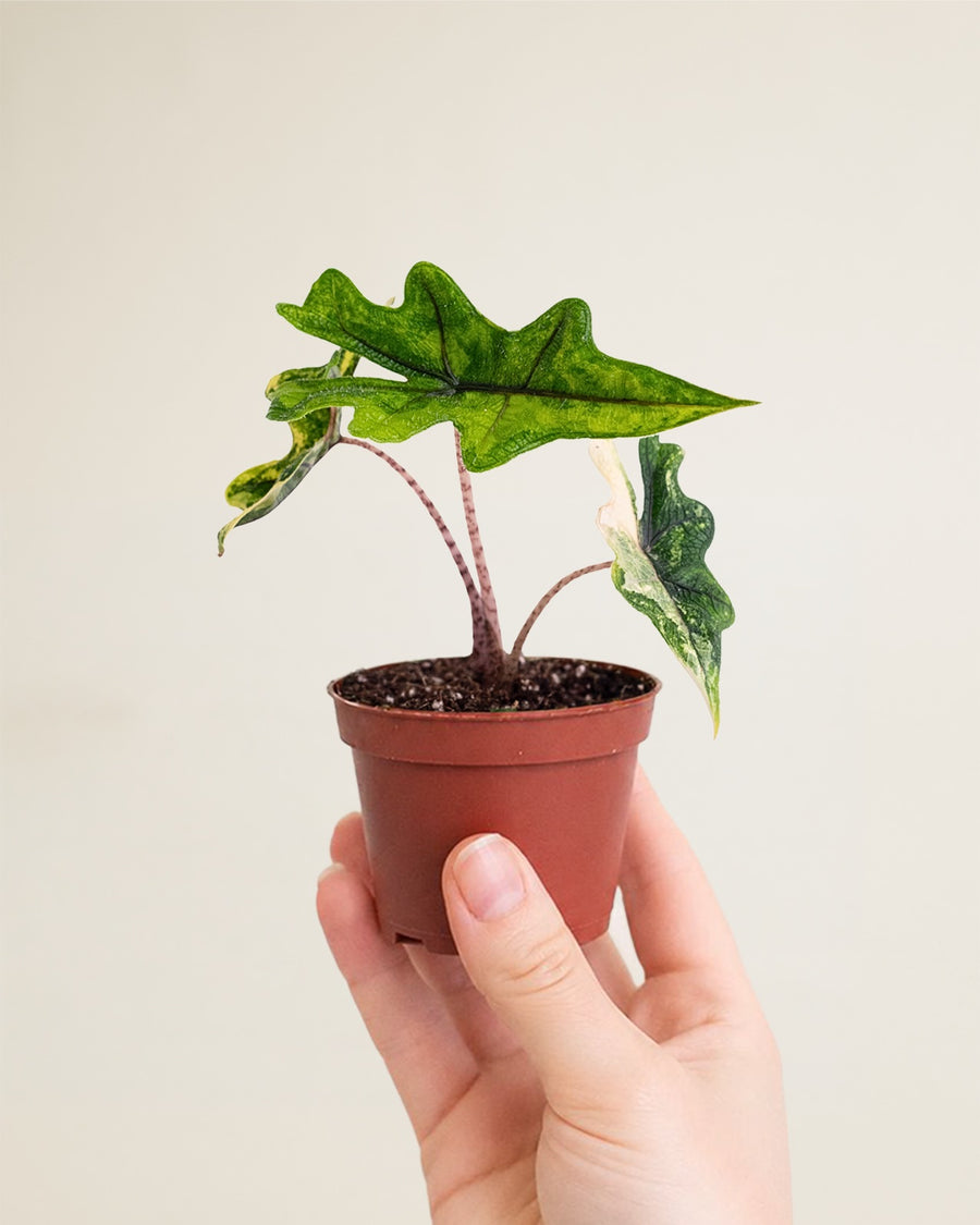 Alocasia Jacklyn Aurea