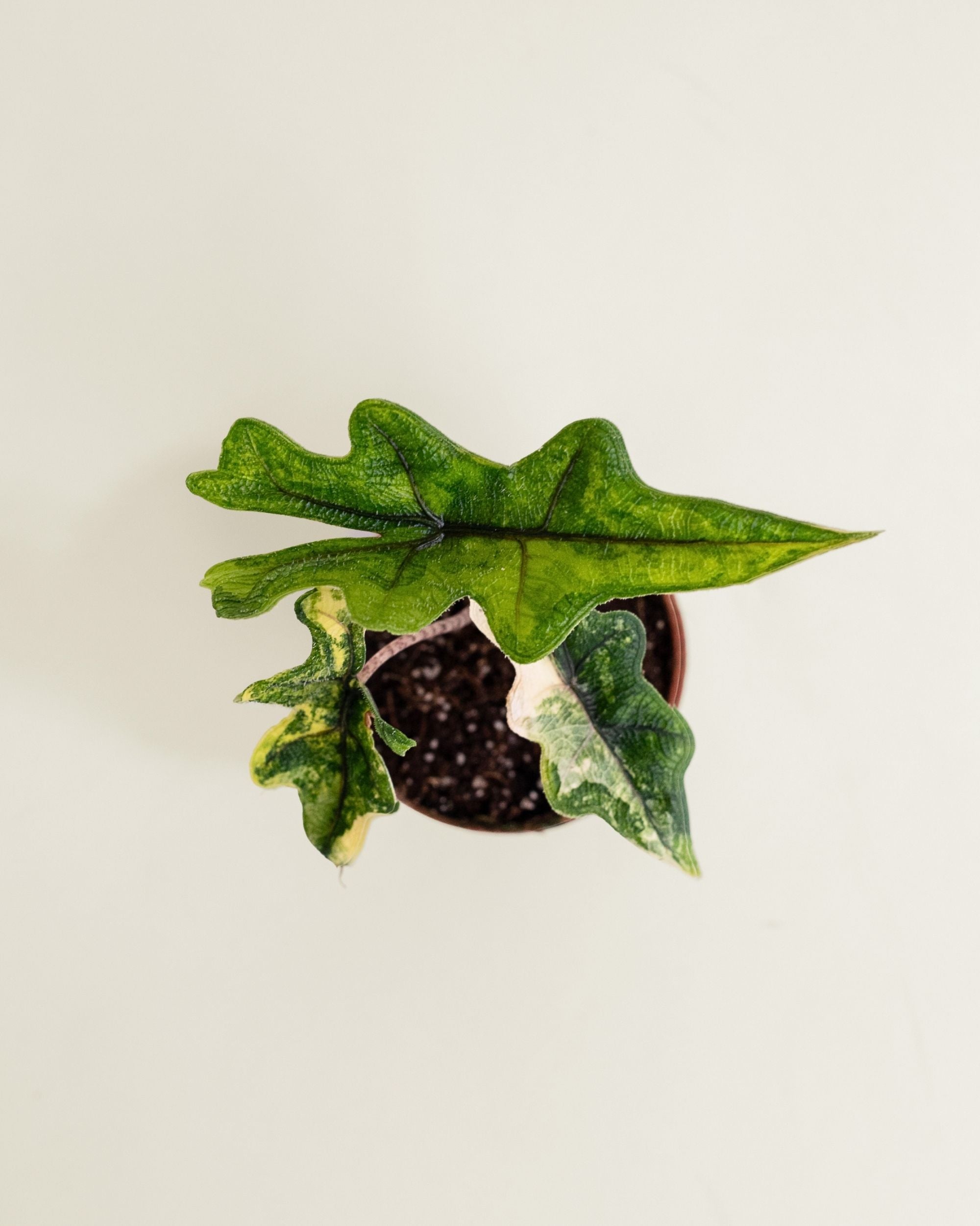 Alocasia Jacklyn Aurea