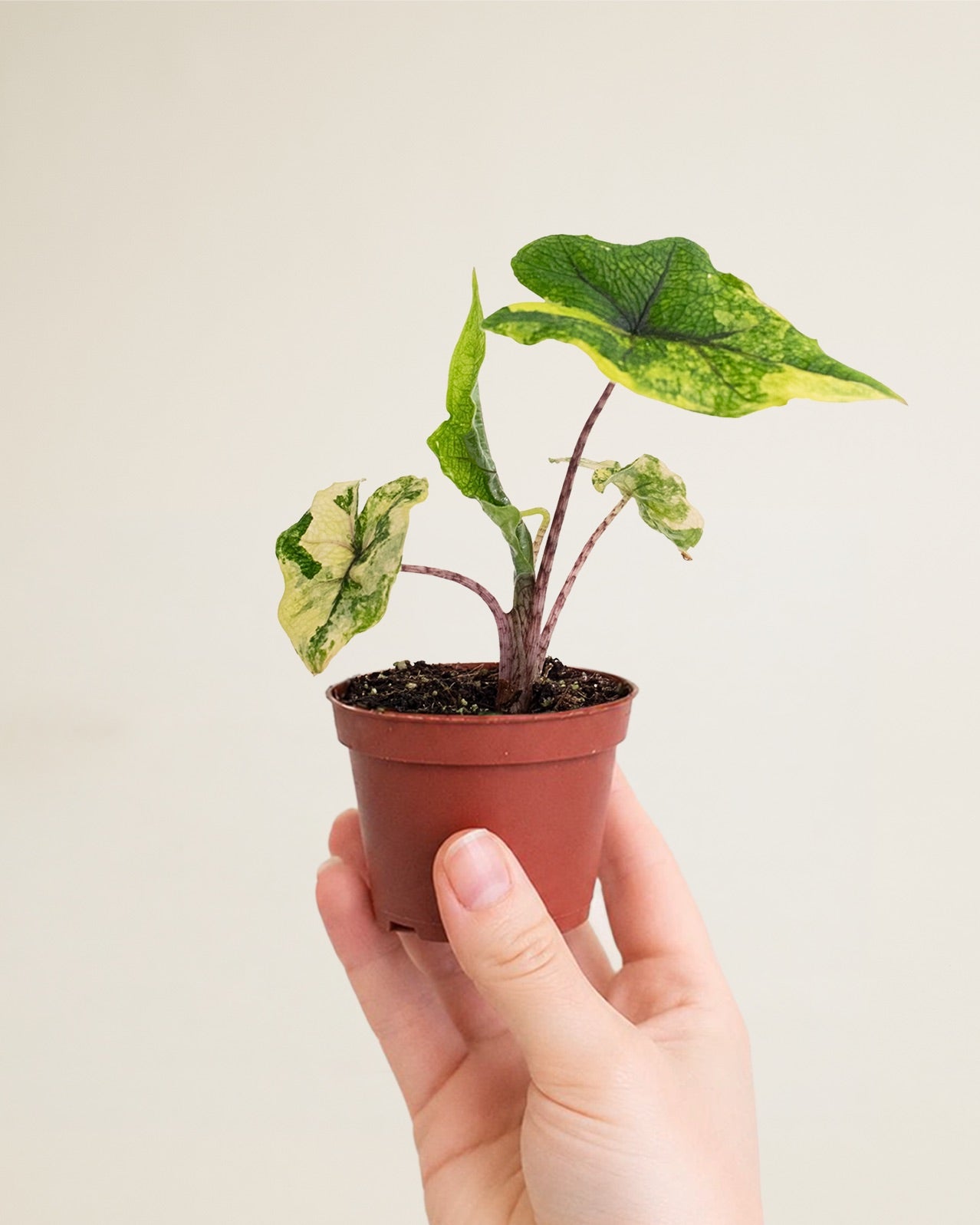 Alocasia Jacklyn Aurea Wide Form