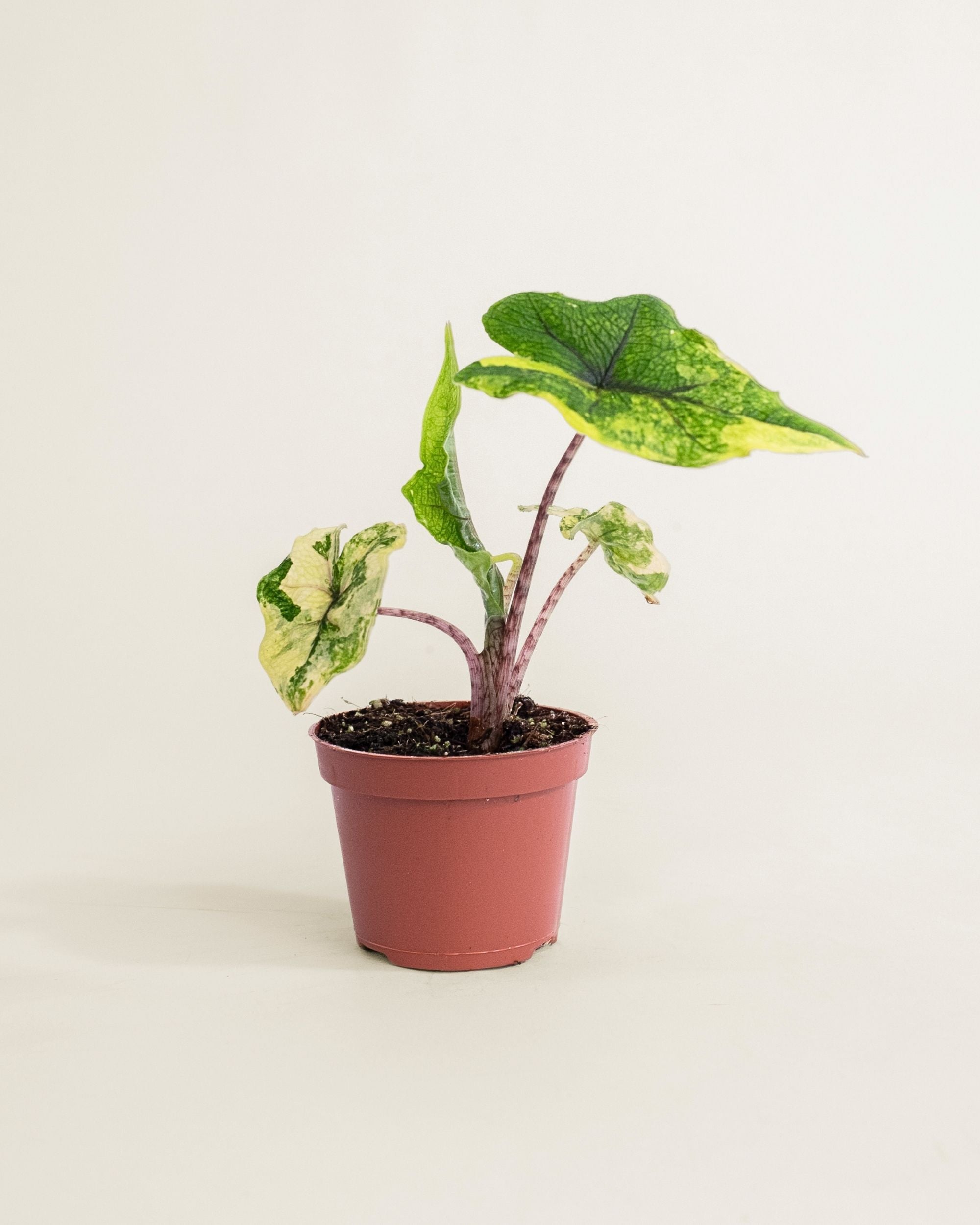 Alocasia Jacklyn Aurea Wide Form