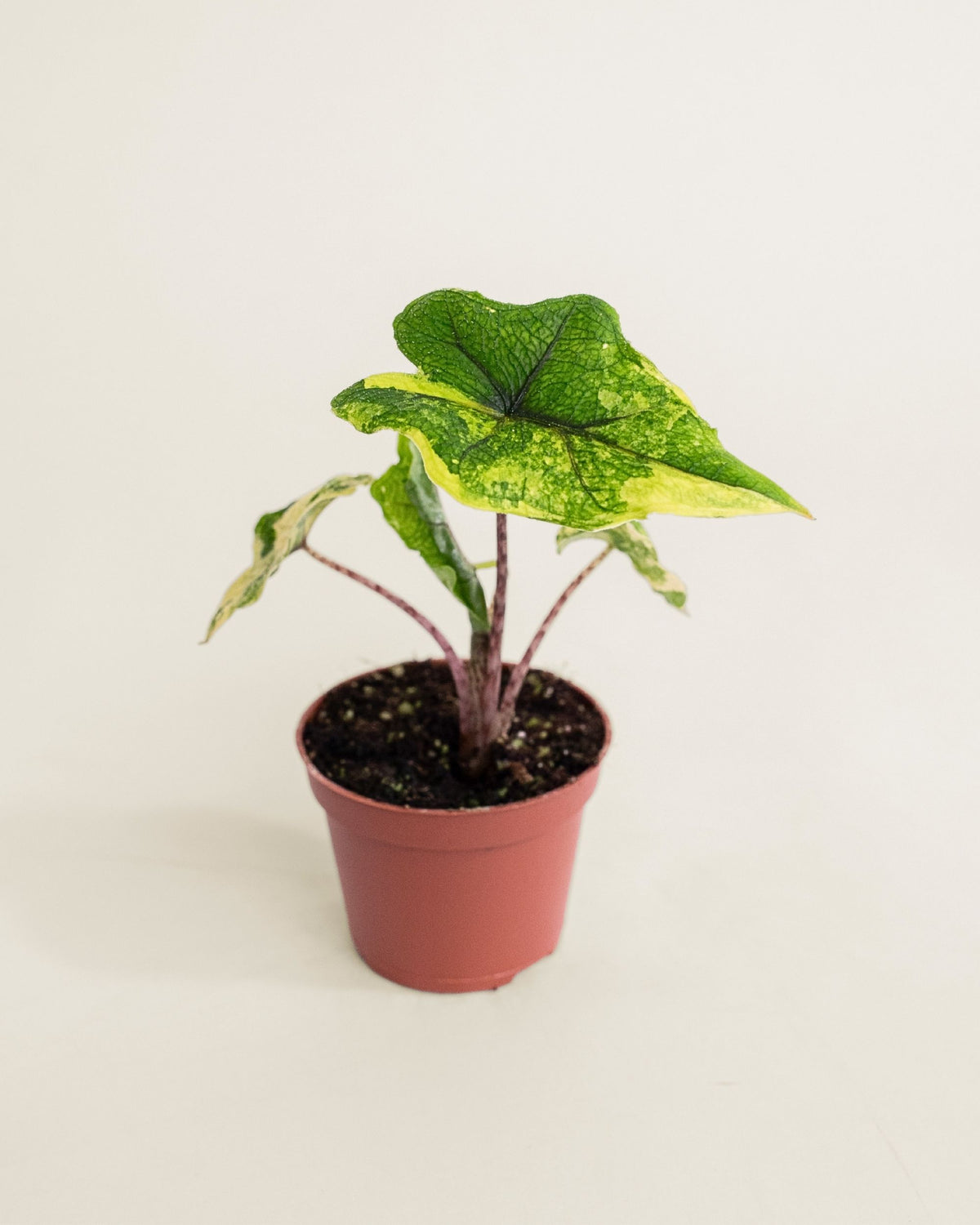 Alocasia Jacklyn Aurea Wide Form
