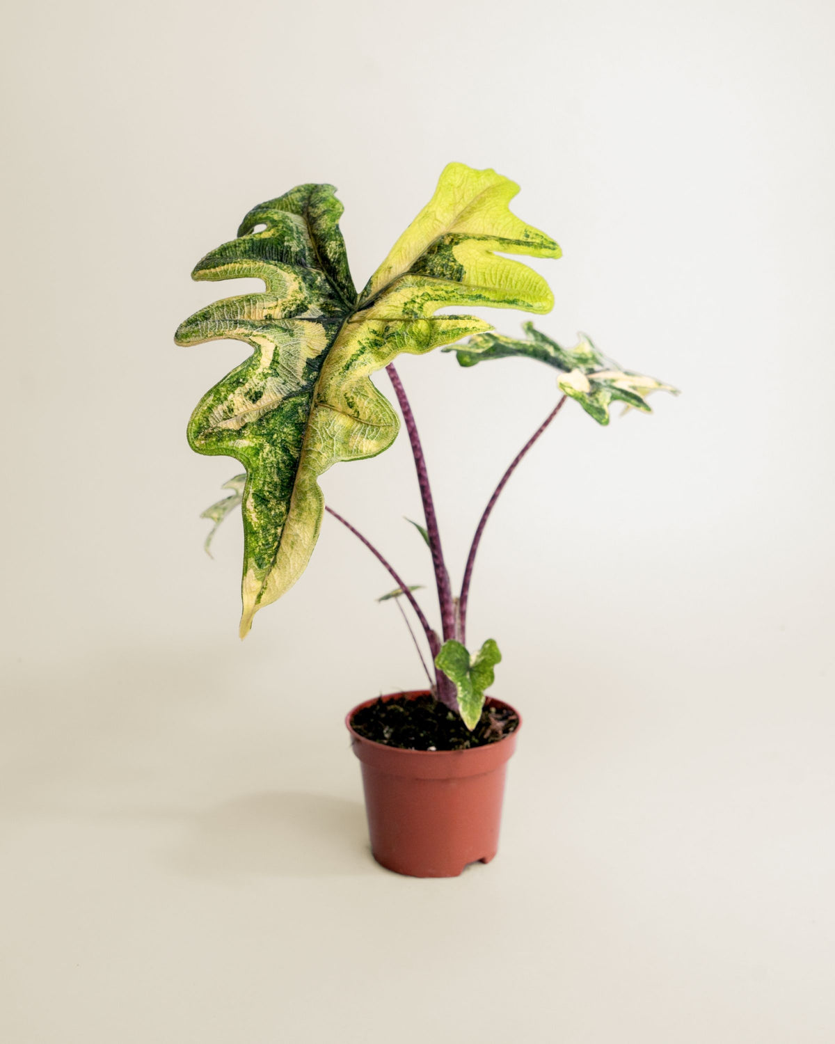 Alocasia Jacklyn Aurea Wide Form