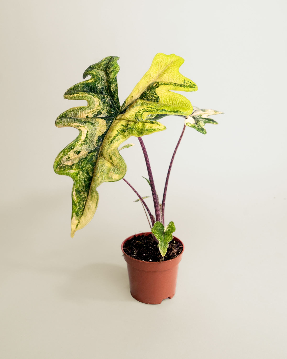 Alocasia Jacklyn Aurea Wide Form