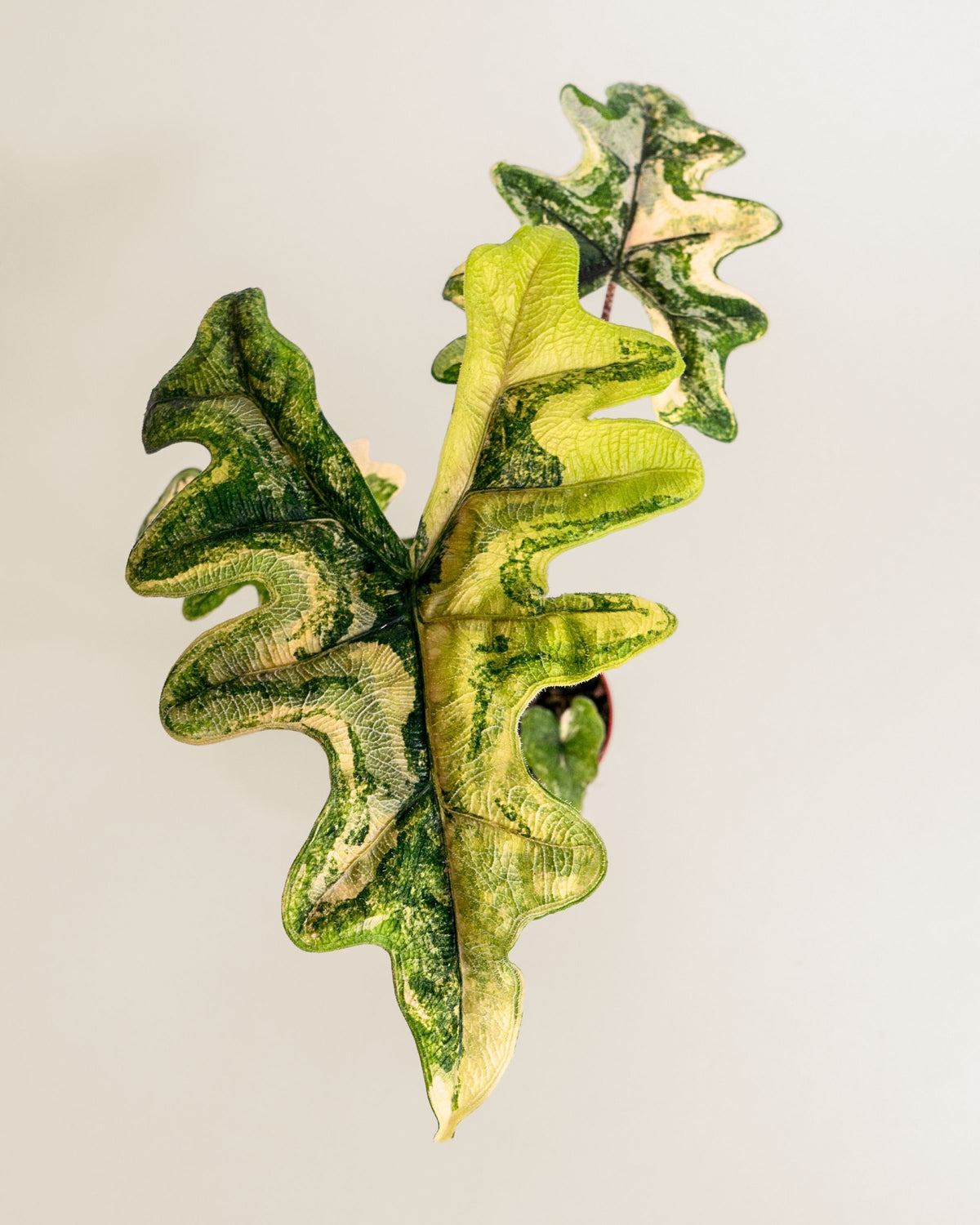 Alocasia Jacklyn Aurea Wide Form