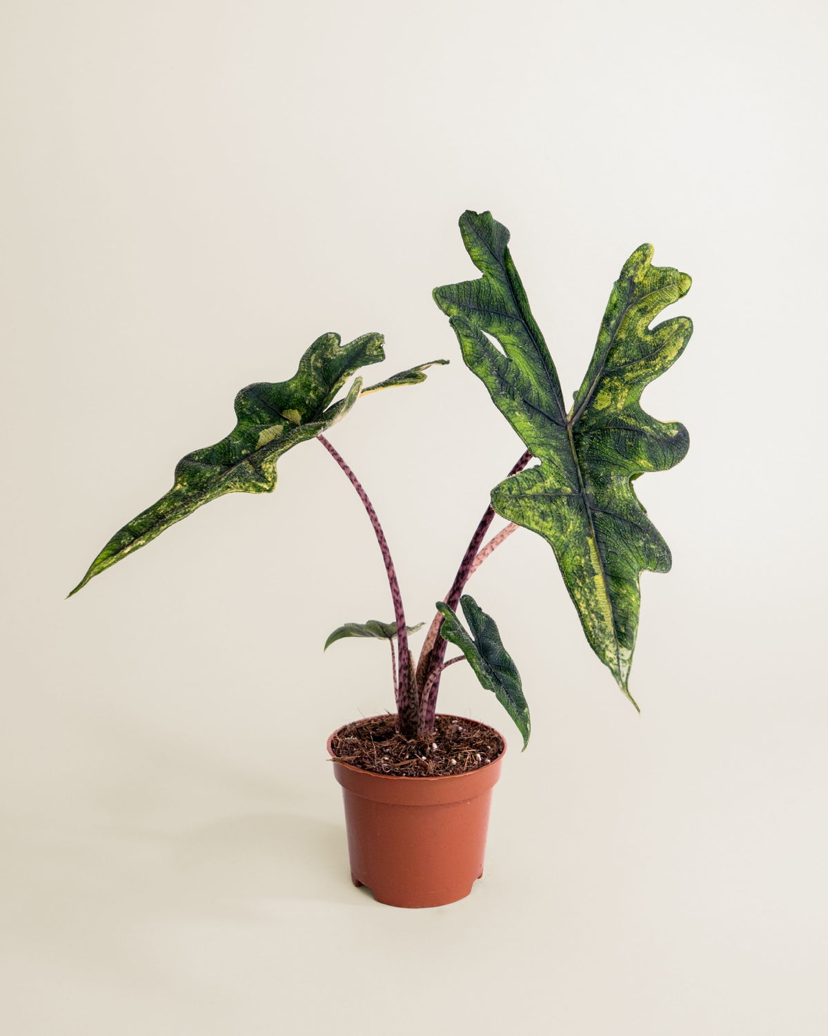 Alocasia Jacklyn Aurea