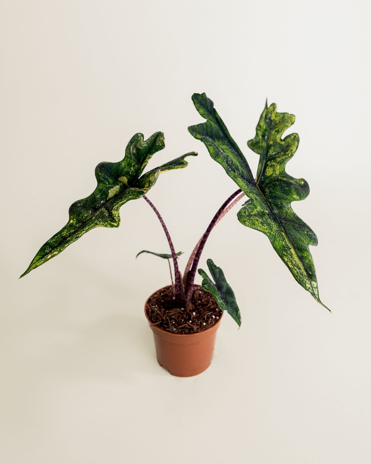 Alocasia Jacklyn Aurea