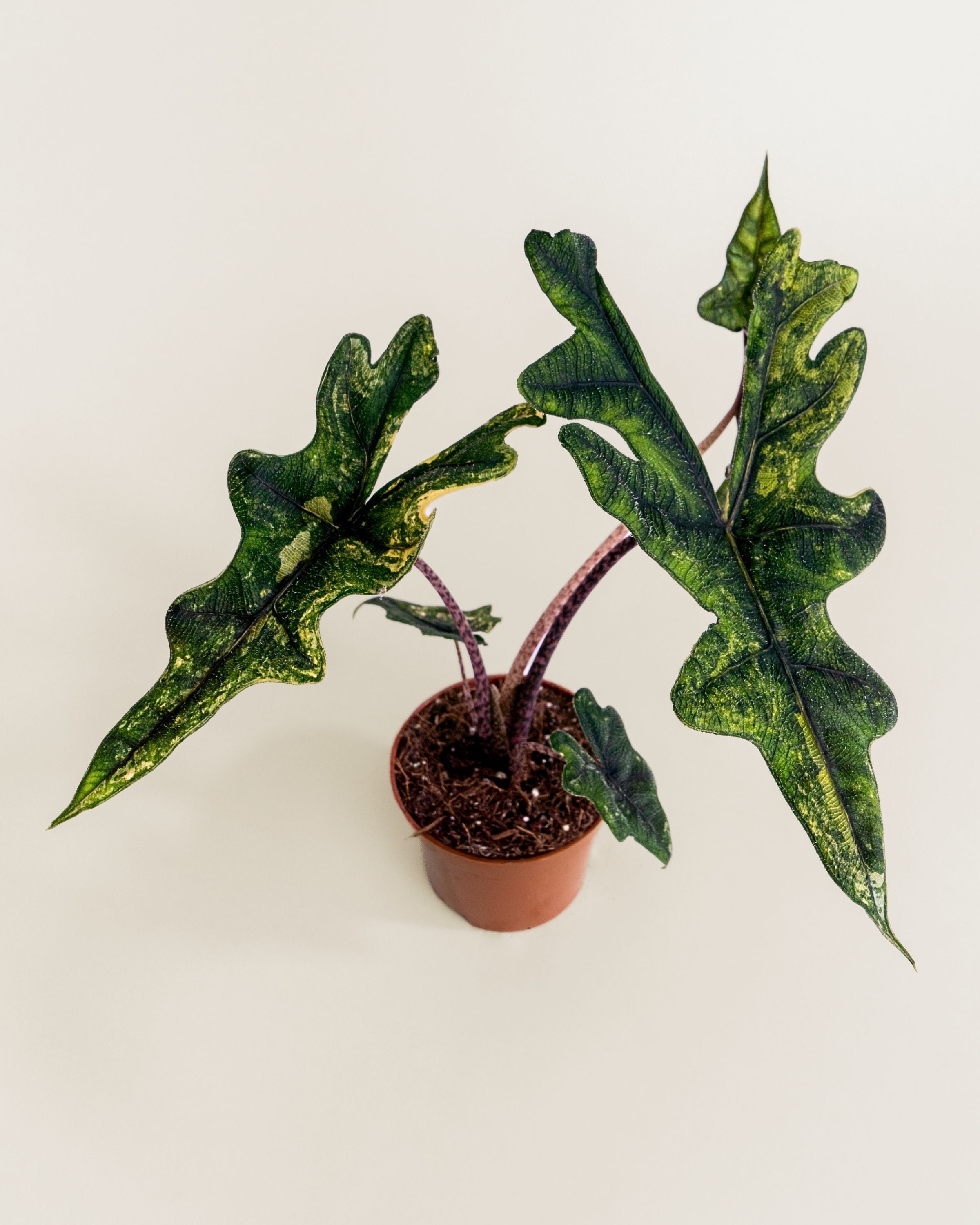 Alocasia Jacklyn Aurea | Variegated Alocasia