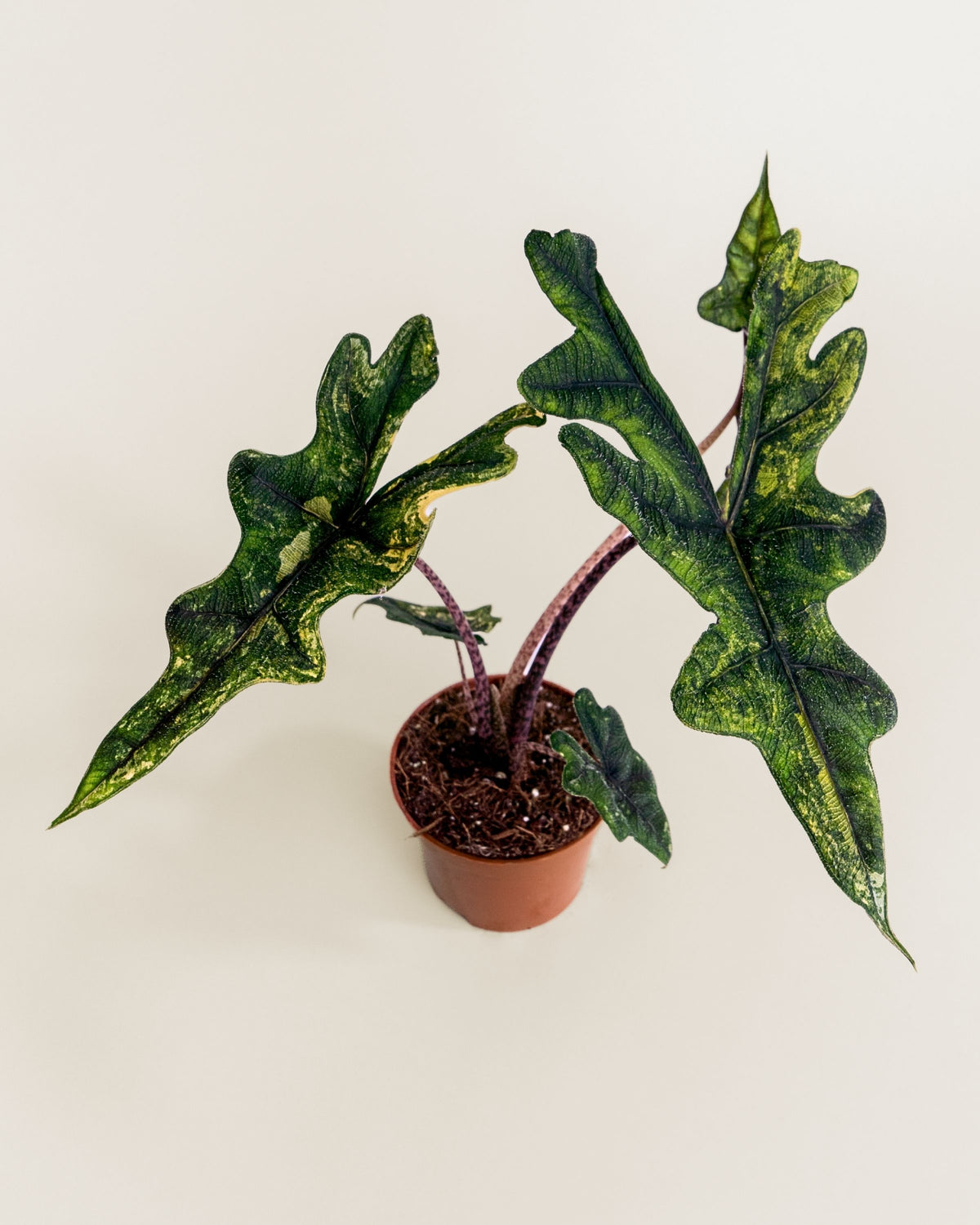 Alocasia Jacklyn Aurea