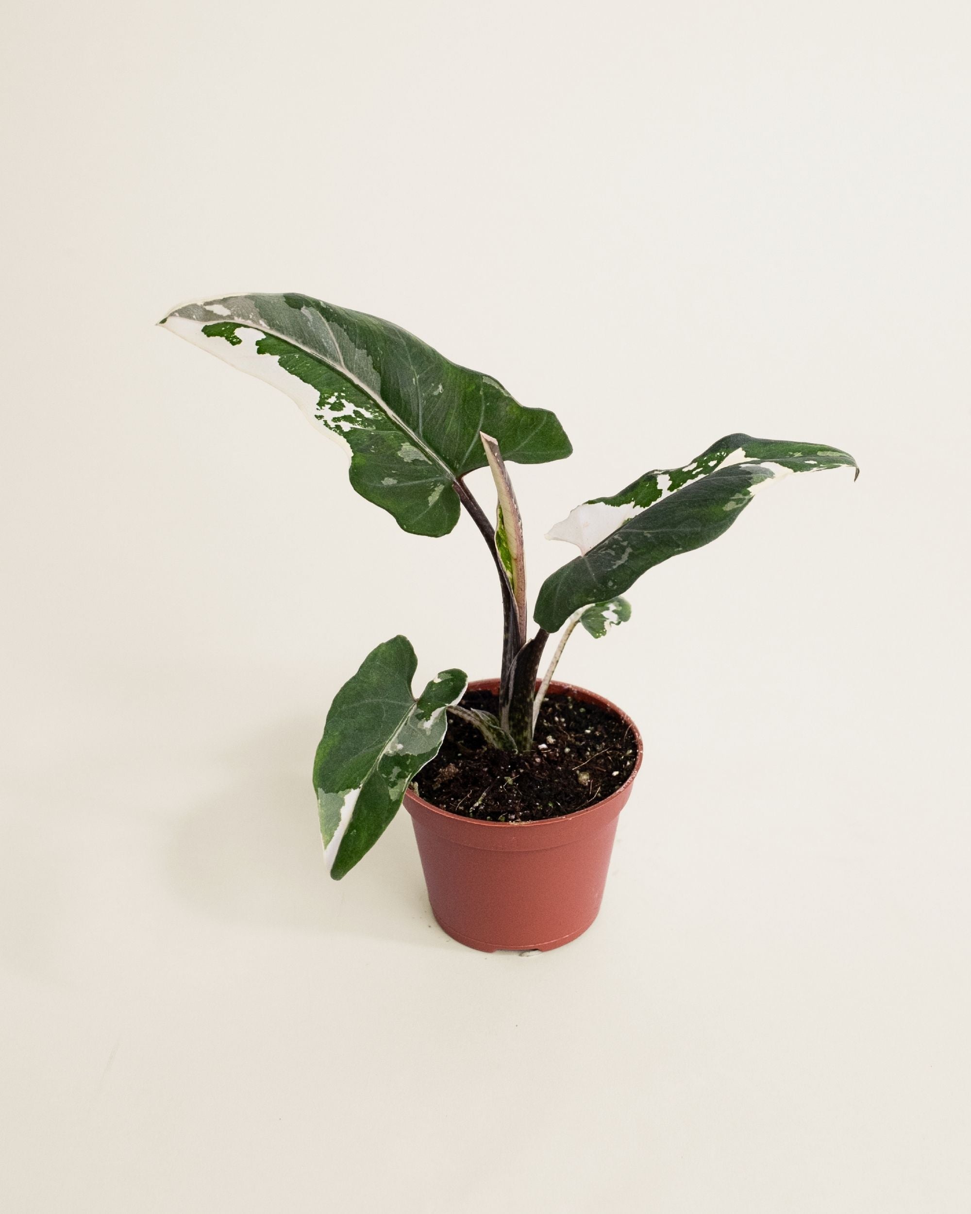 Alocasia Lauterbachiana Albo