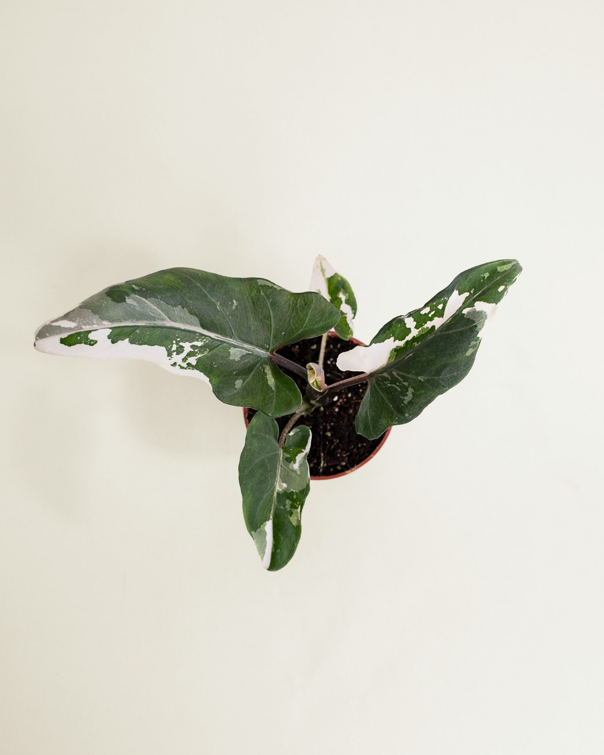 Alocasia Lauterbachiana Albo