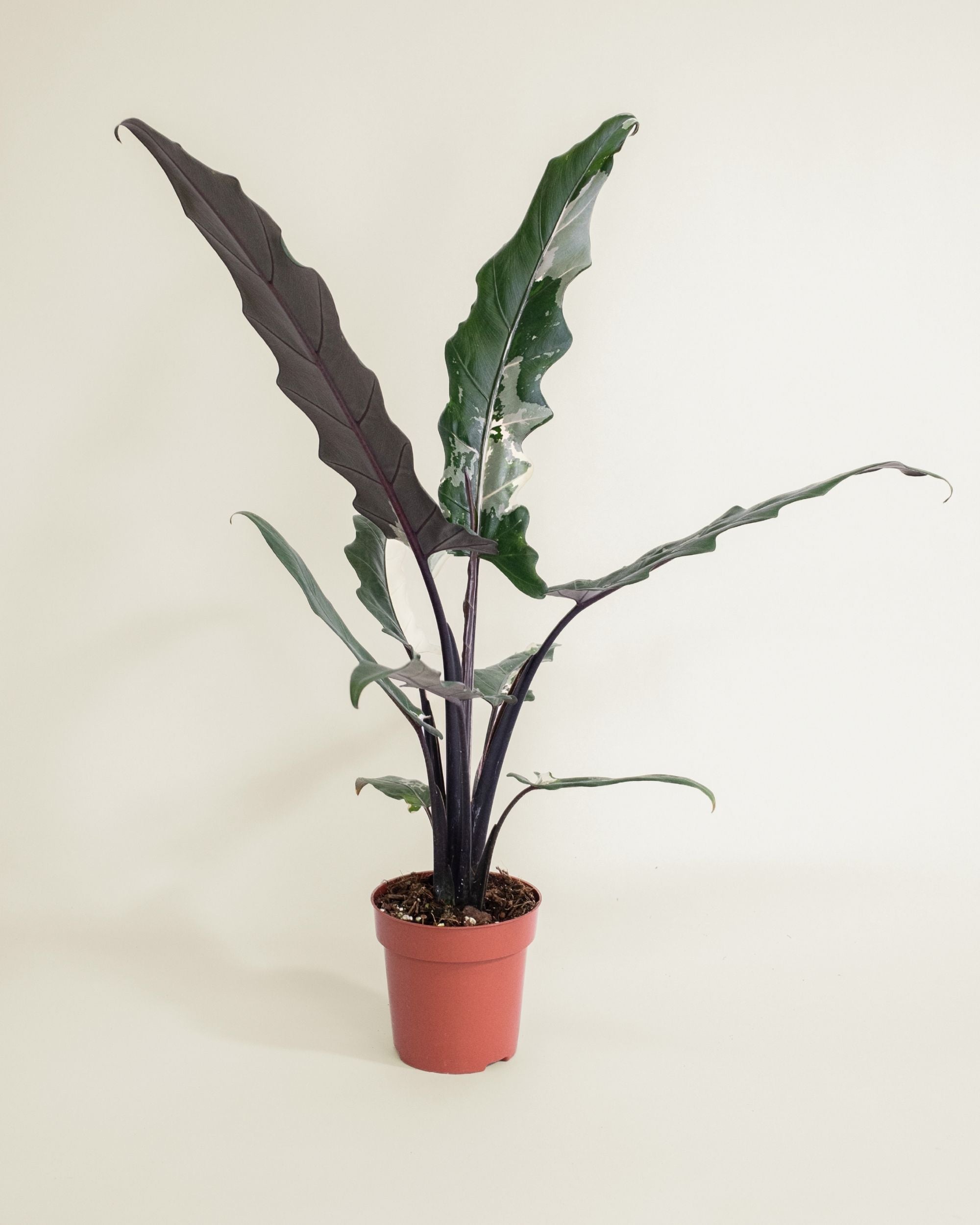 Alocasia Lauterbachiana Albo