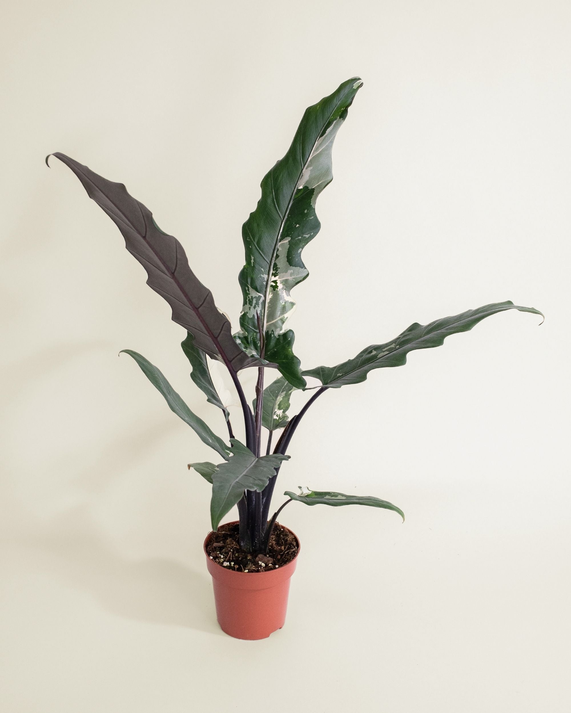 Alocasia Lauterbachiana Albo