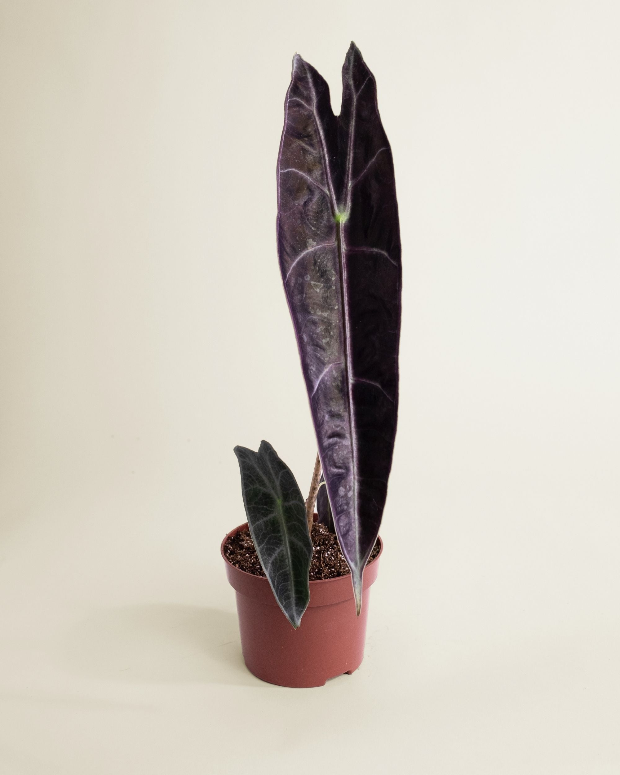 Alocasia Longiloba Purple