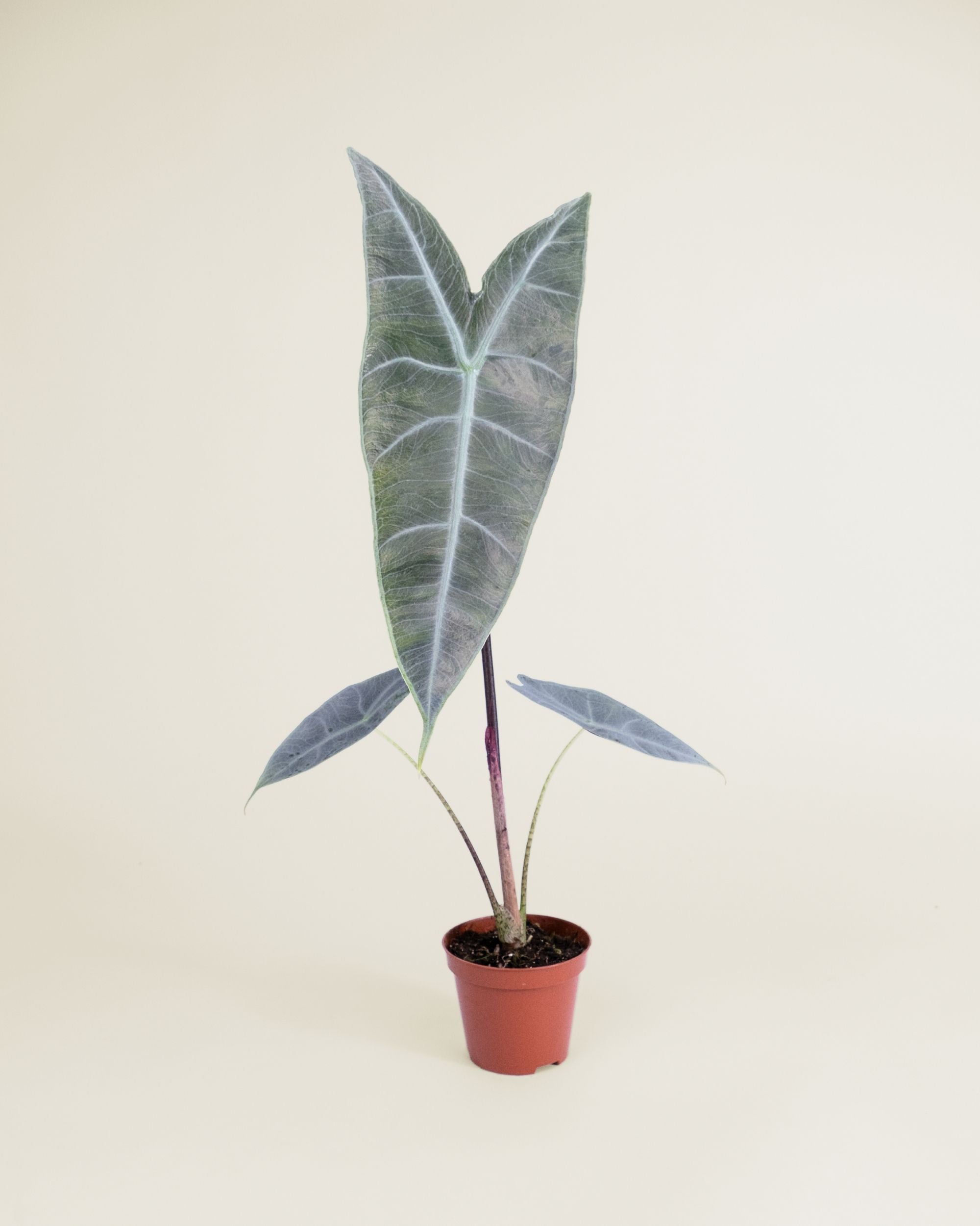 Alocasia Longiloba Silver