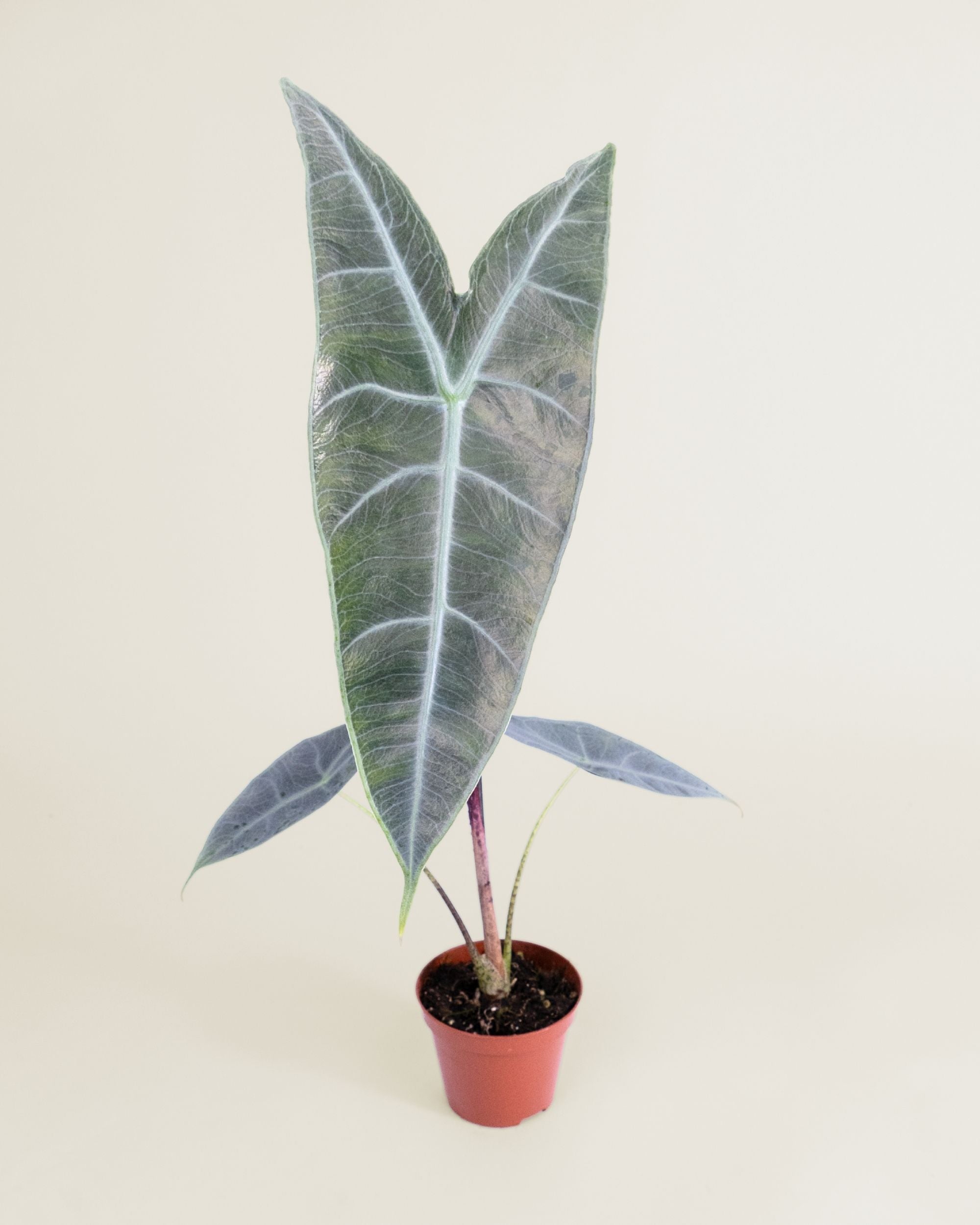 Alocasia Longiloba Silver
