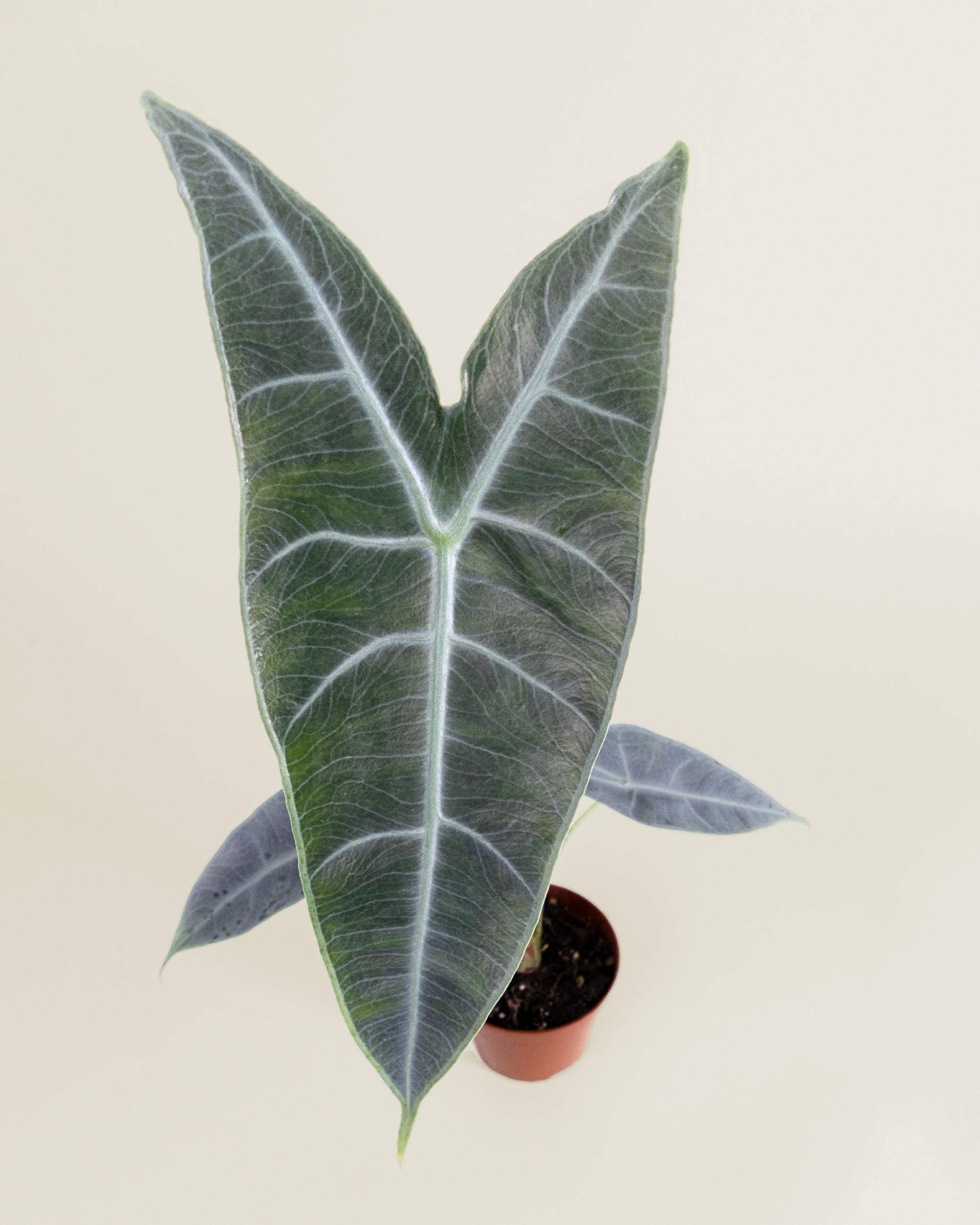 Alocasia Longiloba Silver