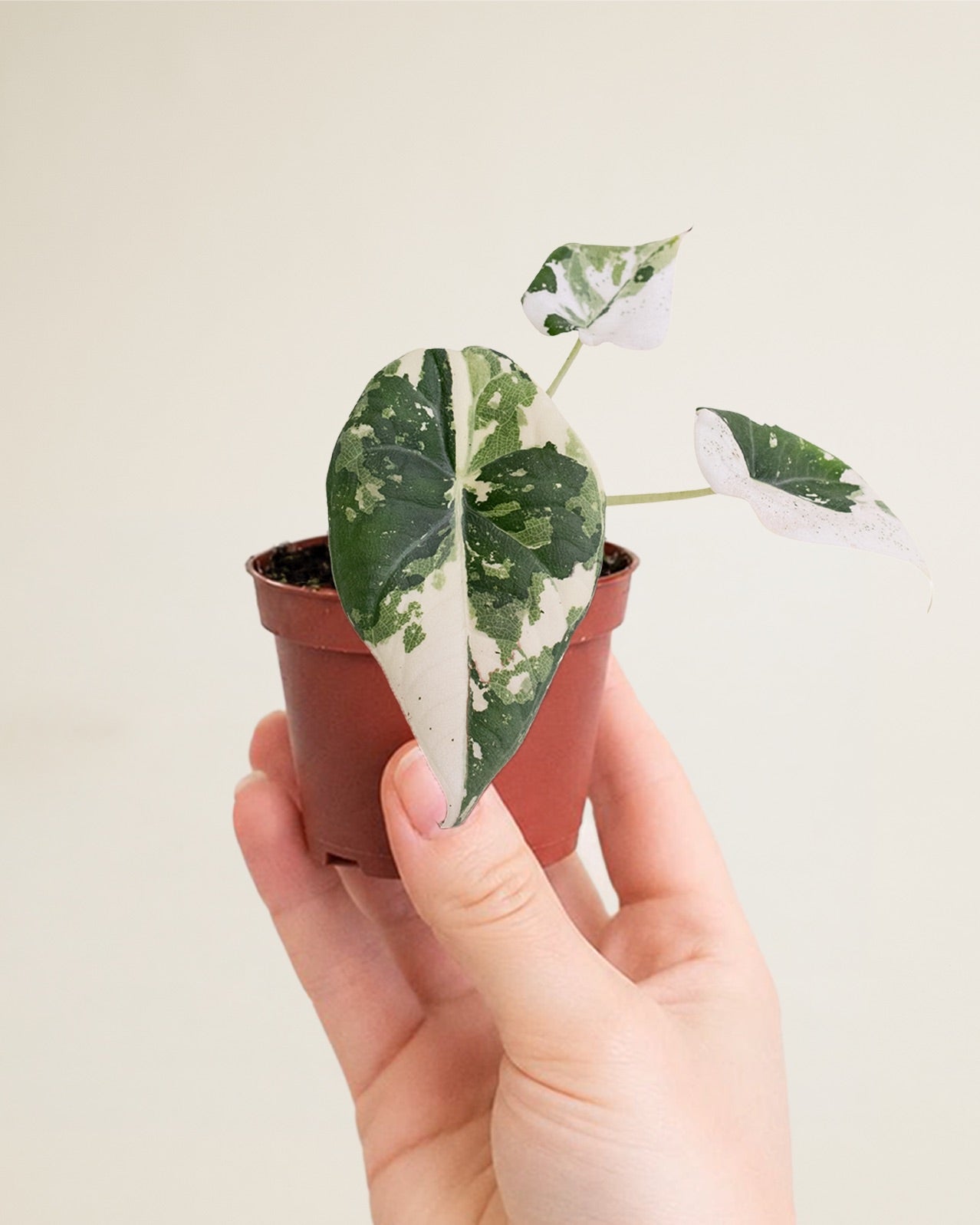 Alocasia Maharani Albo