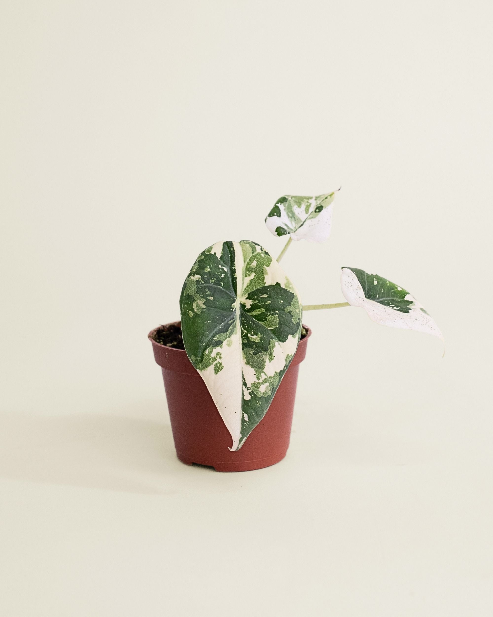 Alocasia Maharani Albo