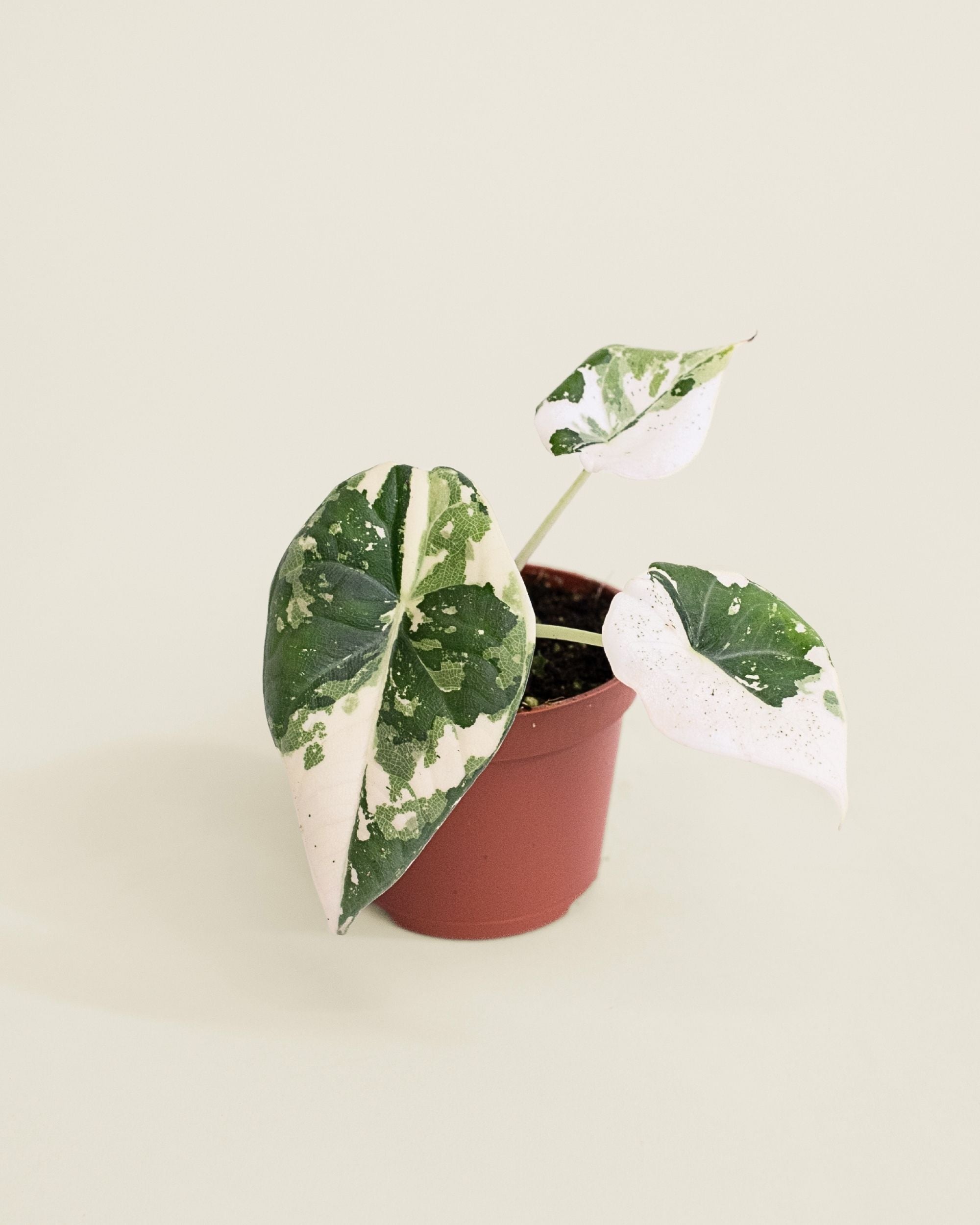 Alocasia Maharani Albo