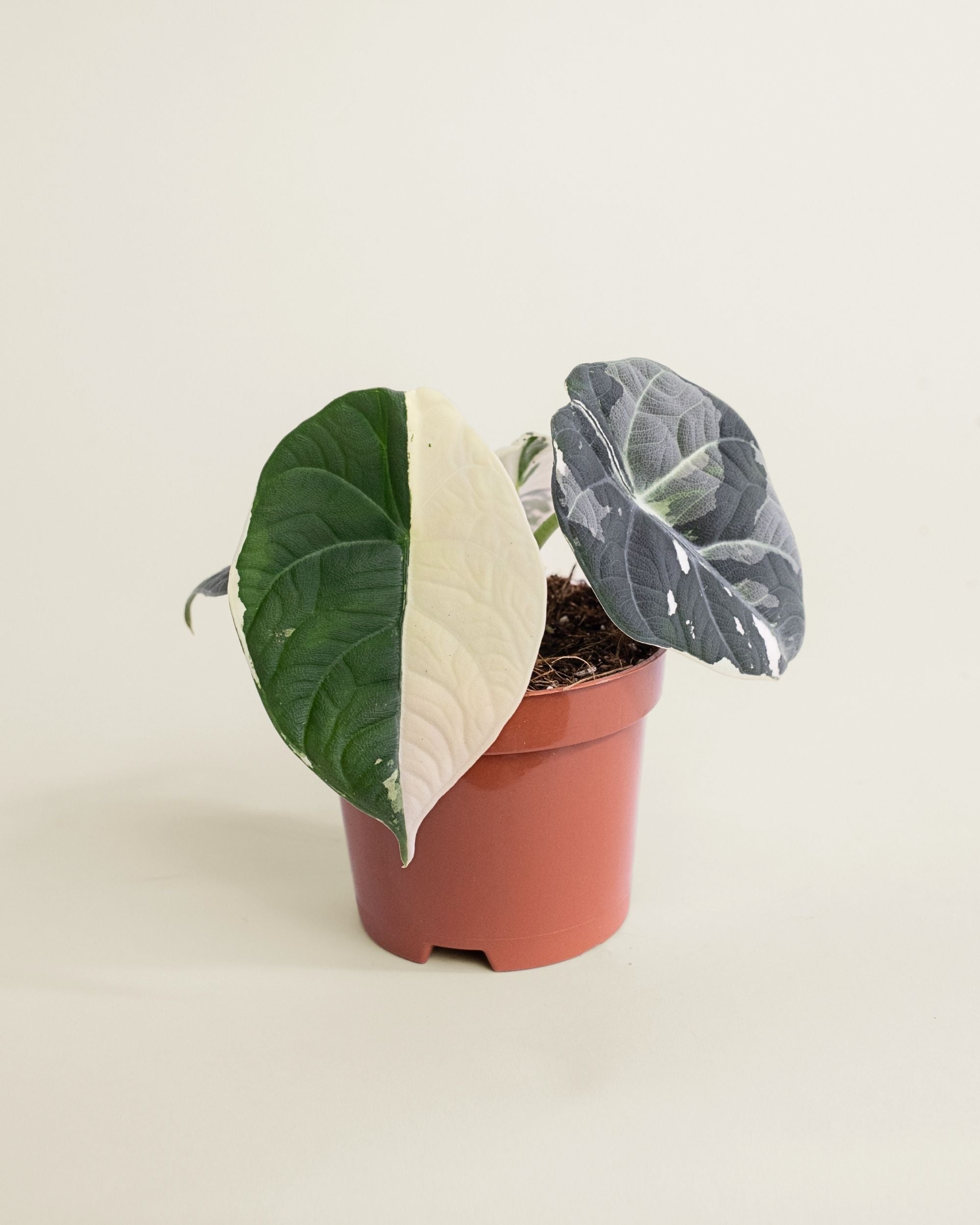 Alocasia Maharani Albo
