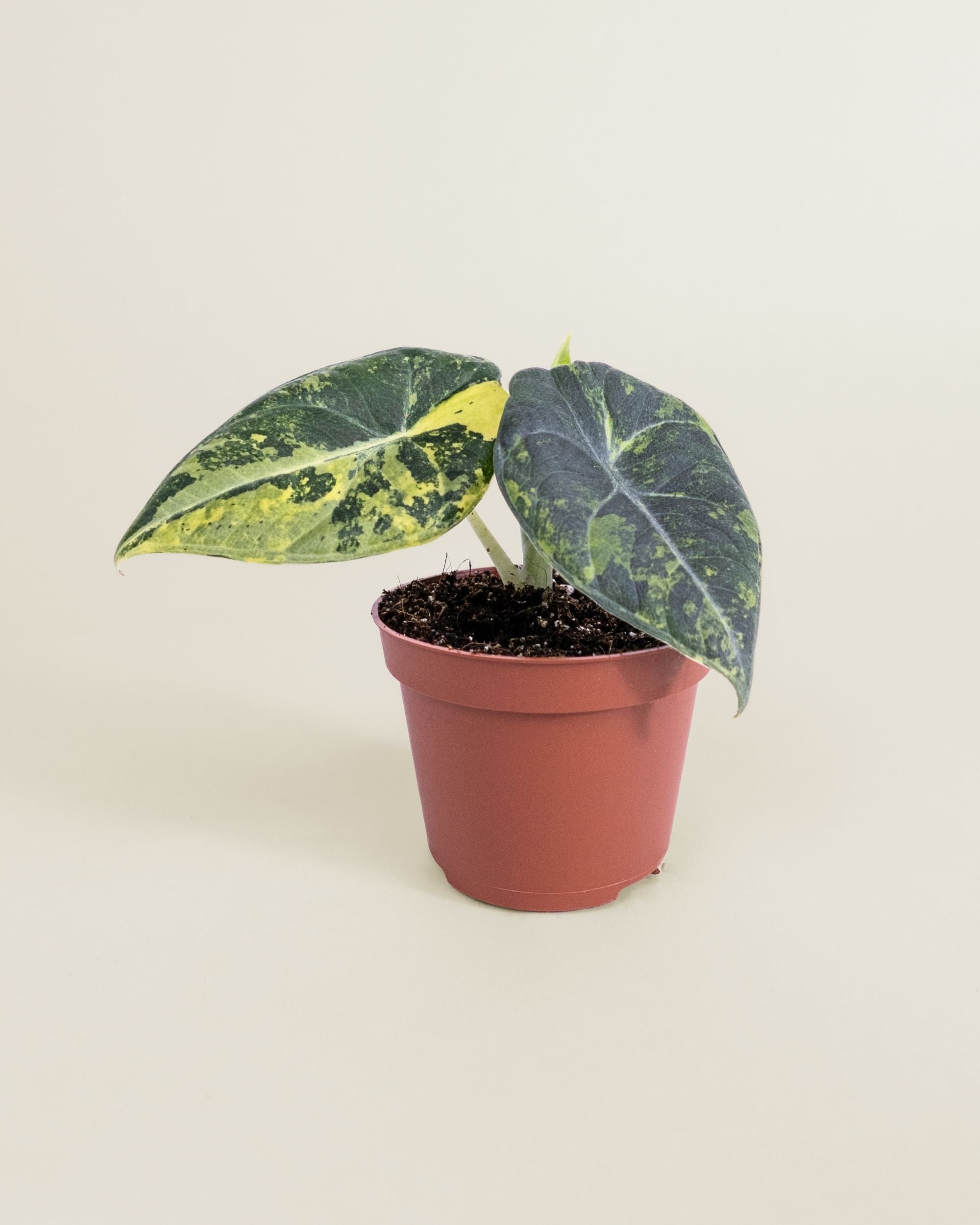 Alocasia Maharani Lemon Lime