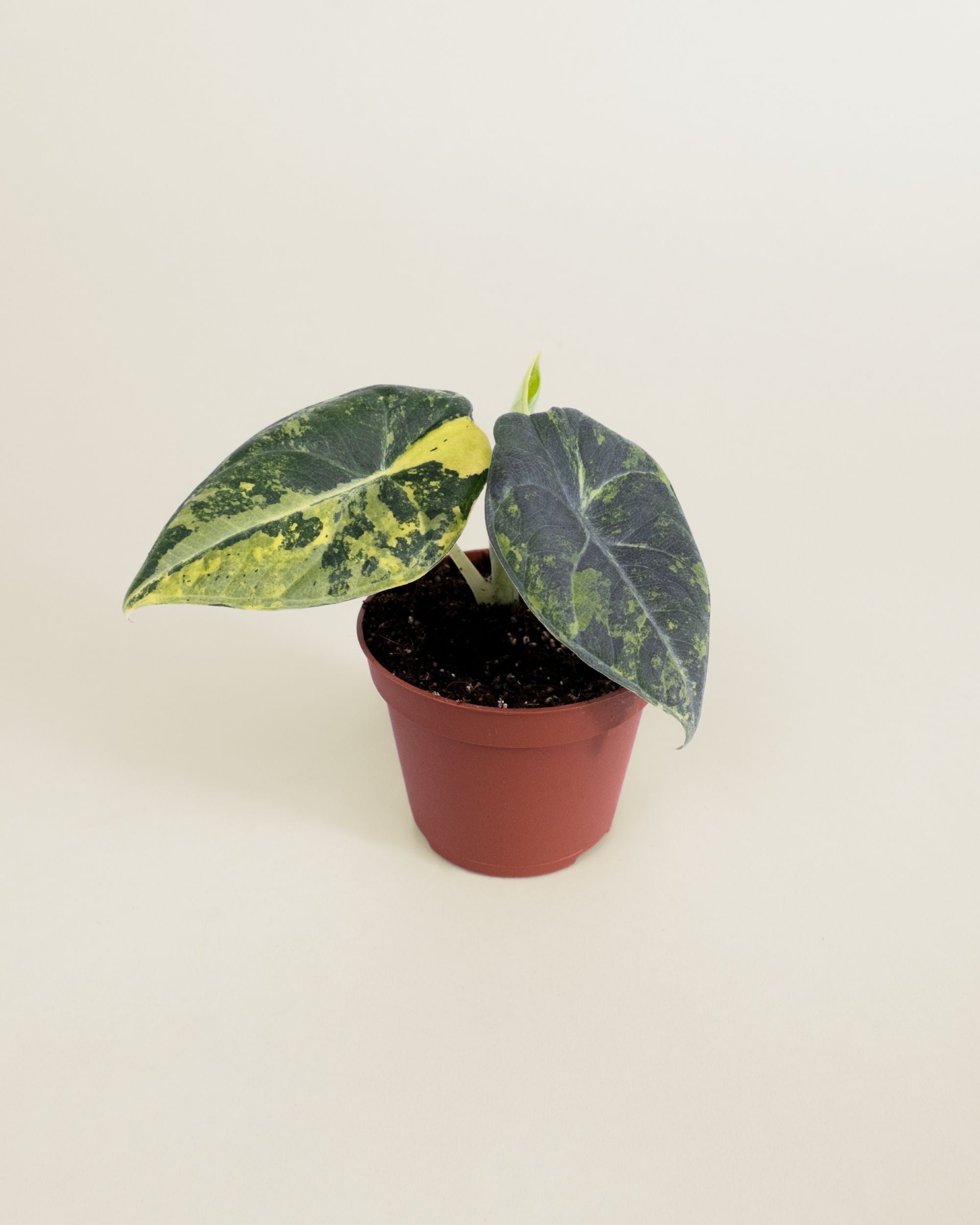 Alocasia Maharani Lemon Lime